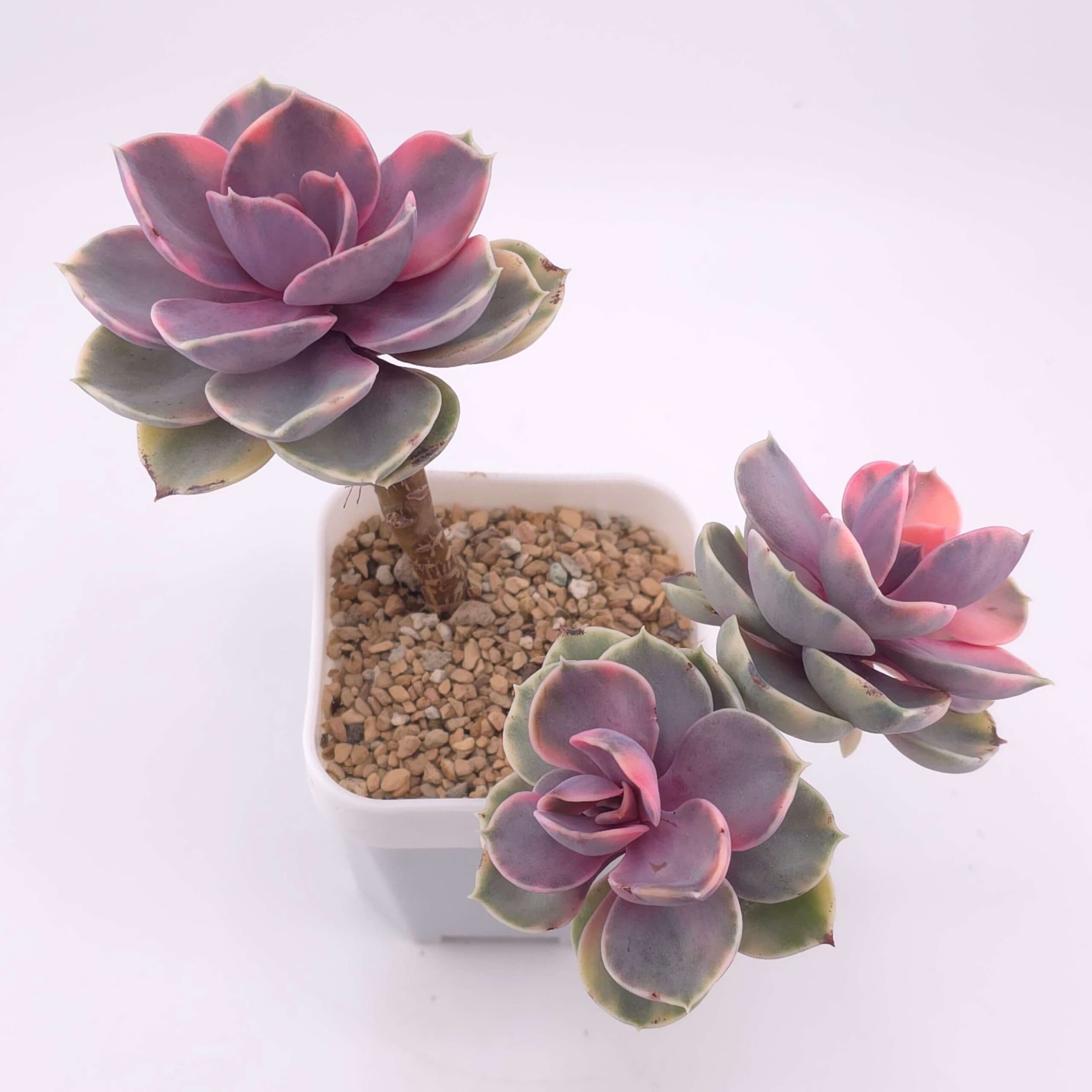 Echeveria ‘Rainbow’ clustering | 彩虹錦群