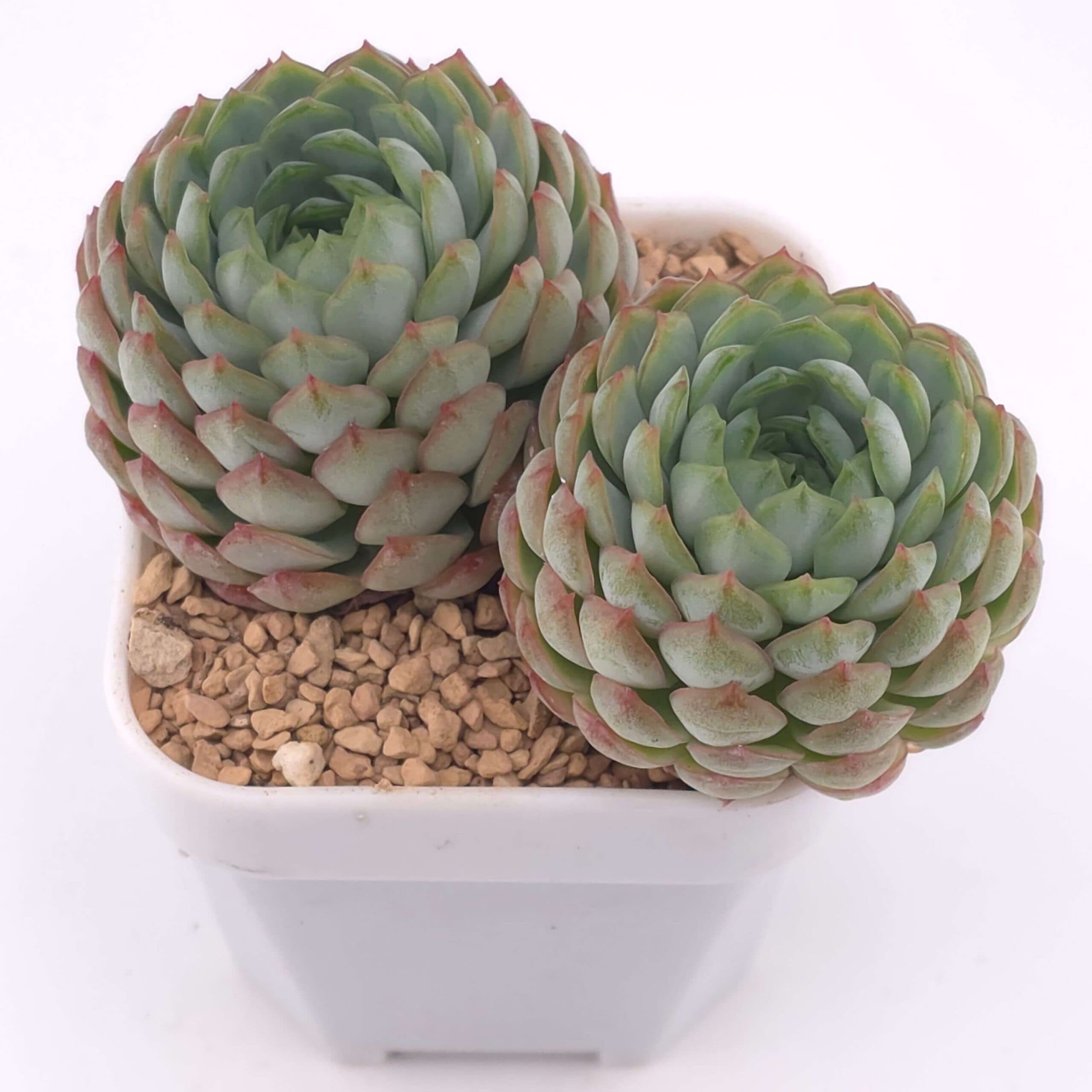 Echeveria 'Red Hole' double head | 朱砂痣雙 - View 1