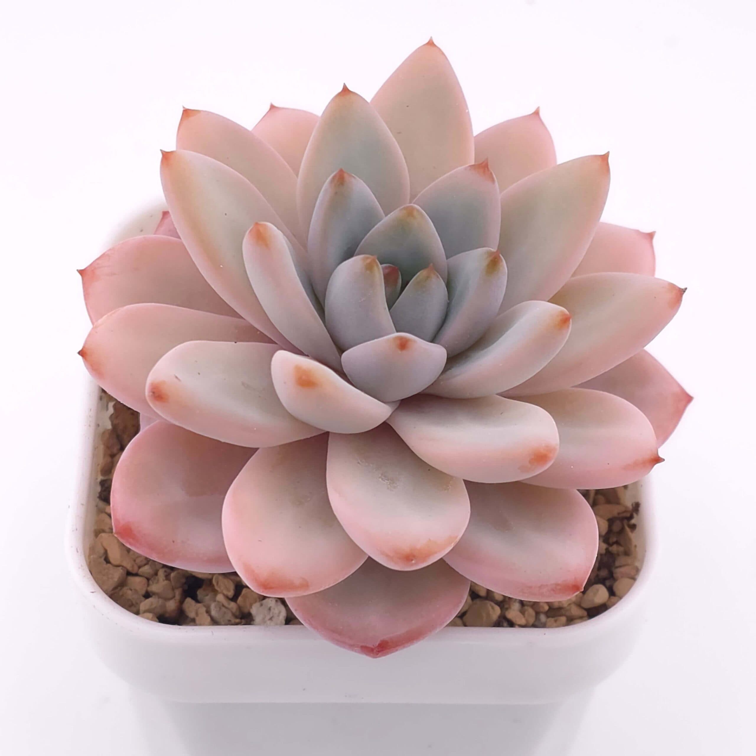 Pachyveria 'Star Snow' | 星雪 - View 1