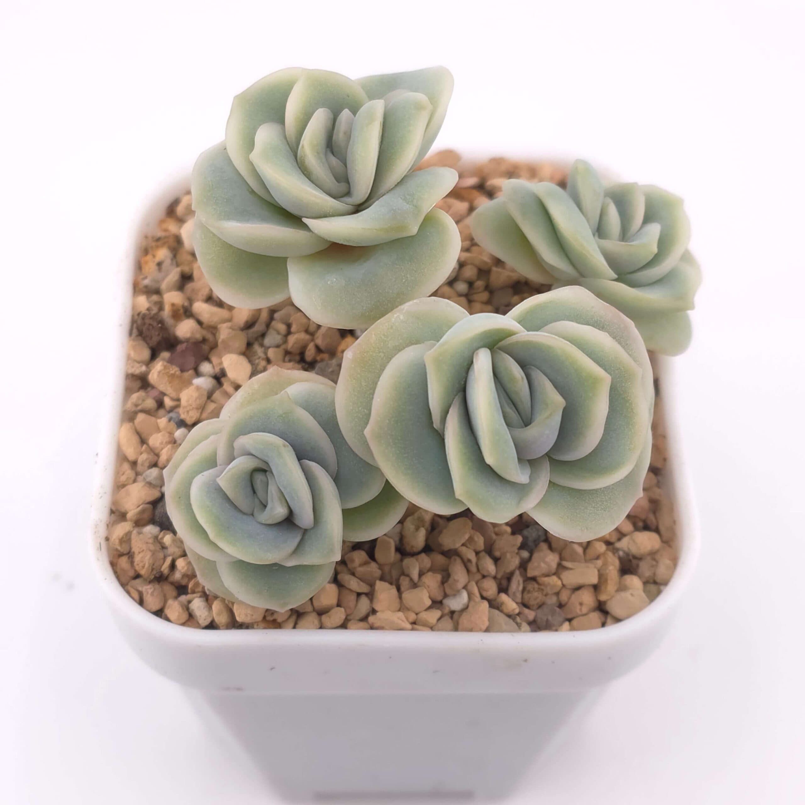 Graptoveria 'Lovely Rose' clustering | 可愛玫瑰群