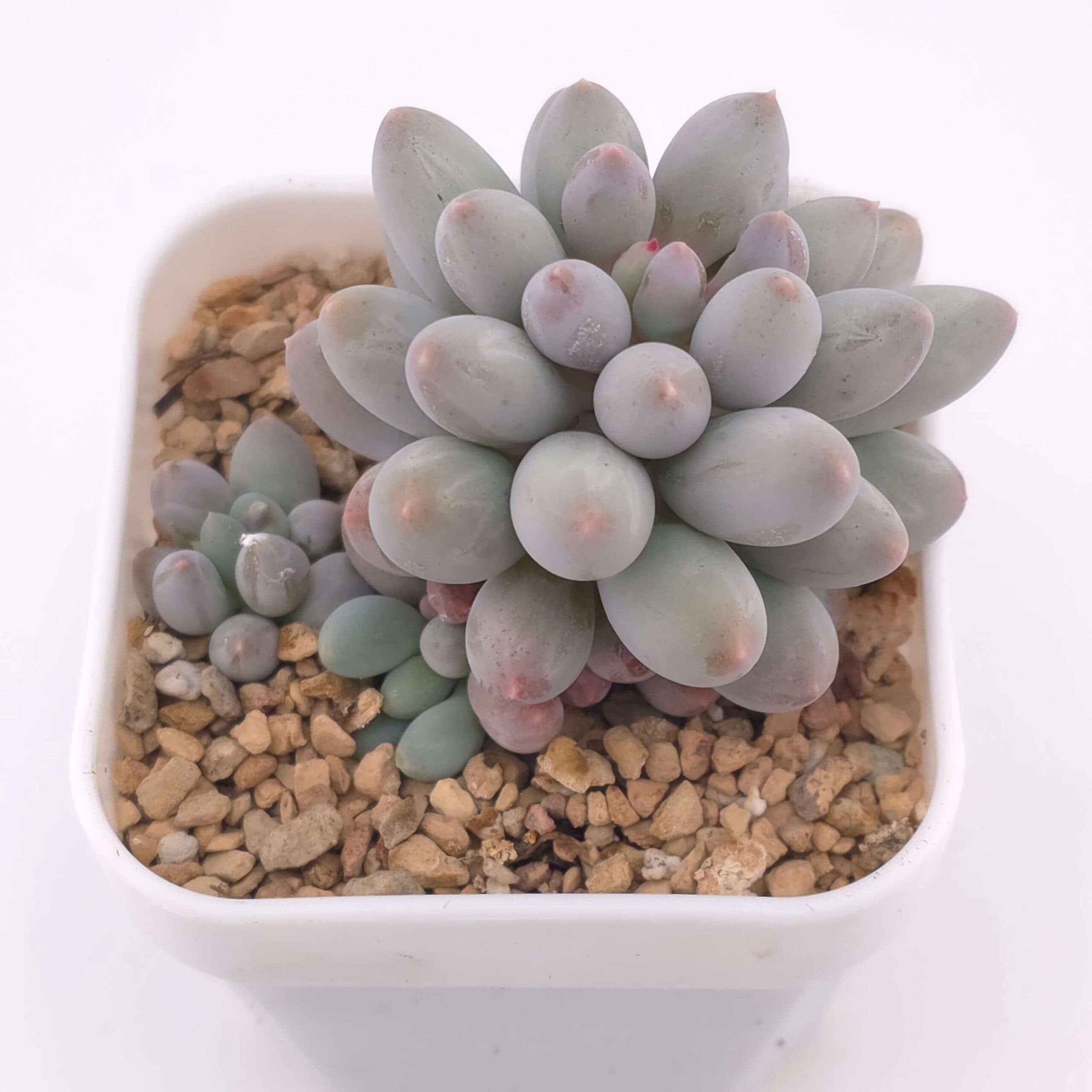 Pachyphytum ‘Machucae’ (Baby Finger) | 嬰兒手指 - View 1
