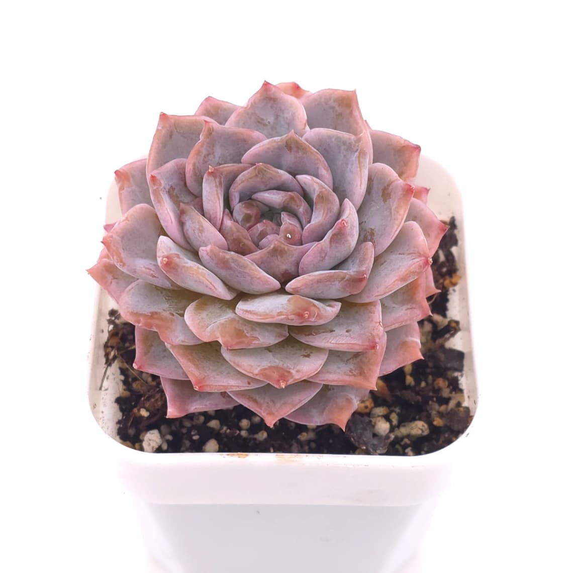 Echeveria ‘Amazing Grace’ | 恩寵 - View 1