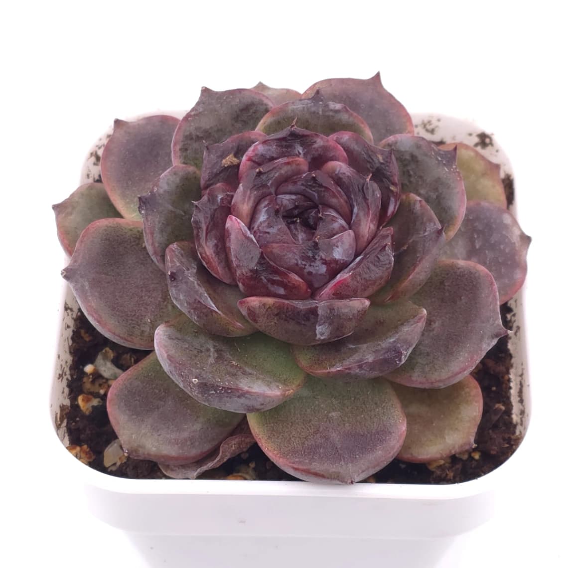 Echeveria ‘Black Crystal’ | 紫水晶