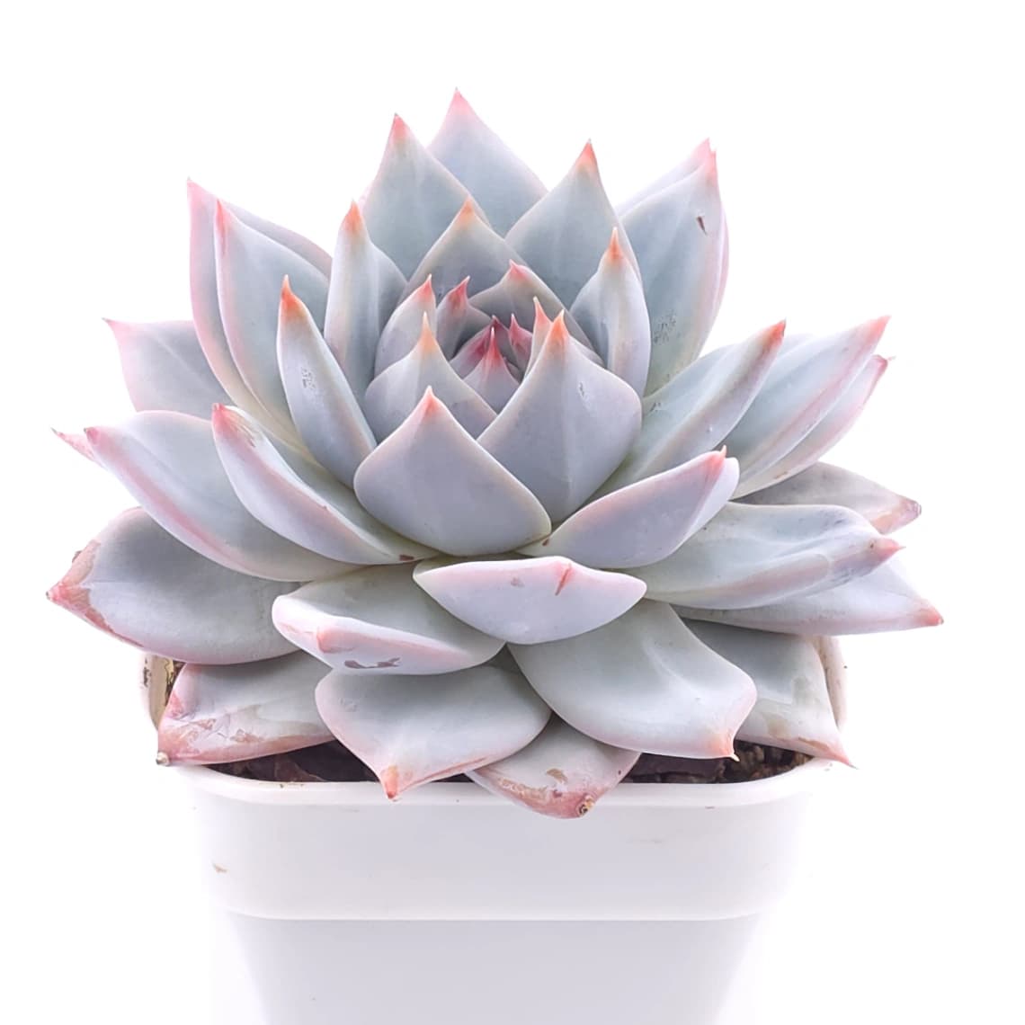 Echeveria ‘Blue Bird’ | 藍鳥 - View 1