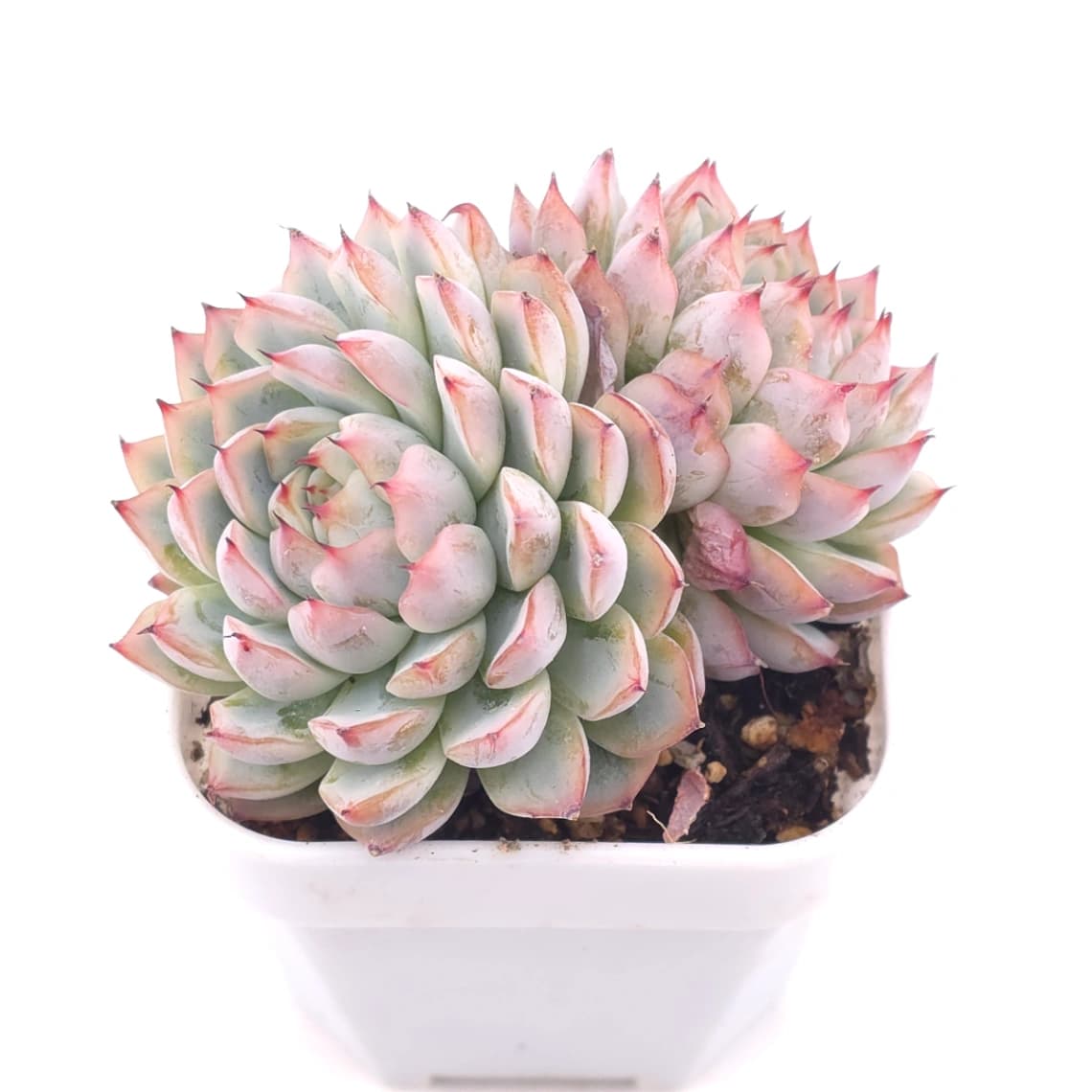 Echeveria ‘Charming’ | 心悅蓮 - View 1