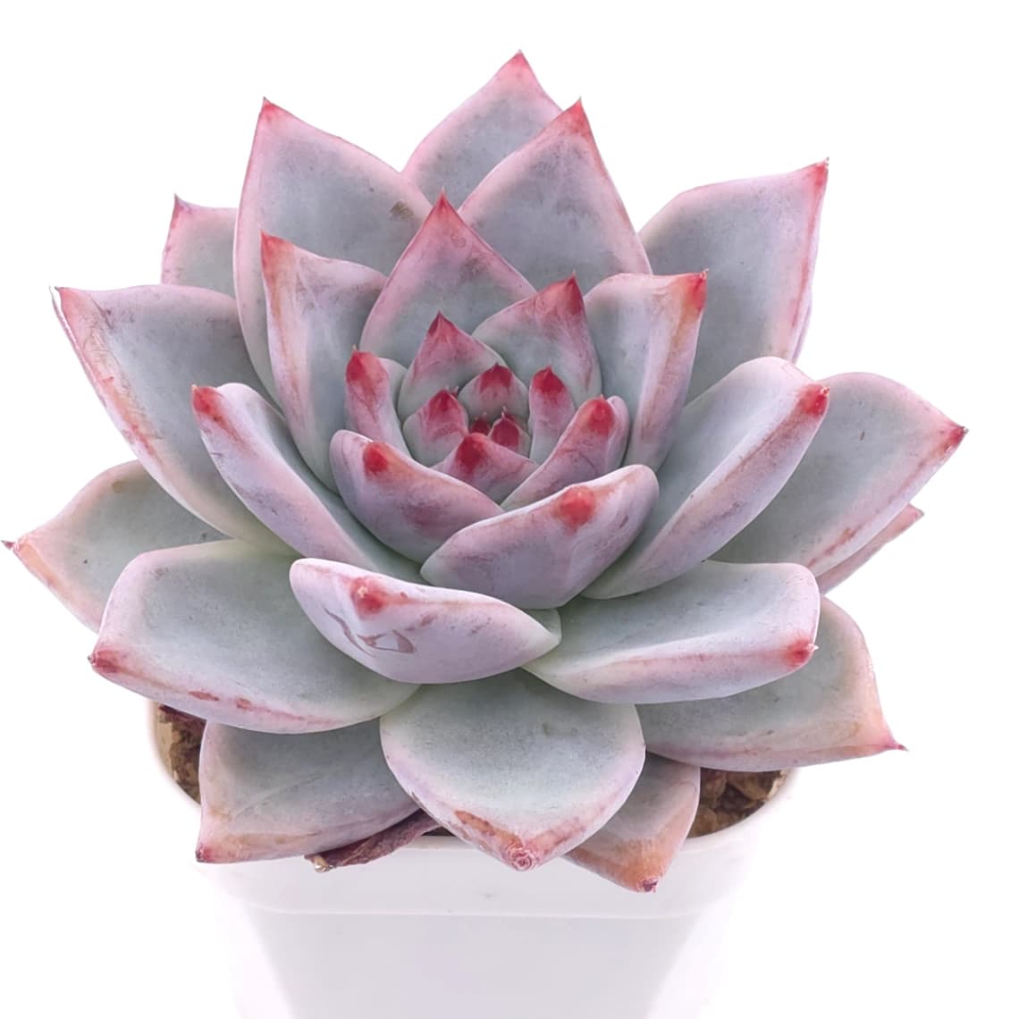Echeveria colorata | 卡羅拉 - View 1