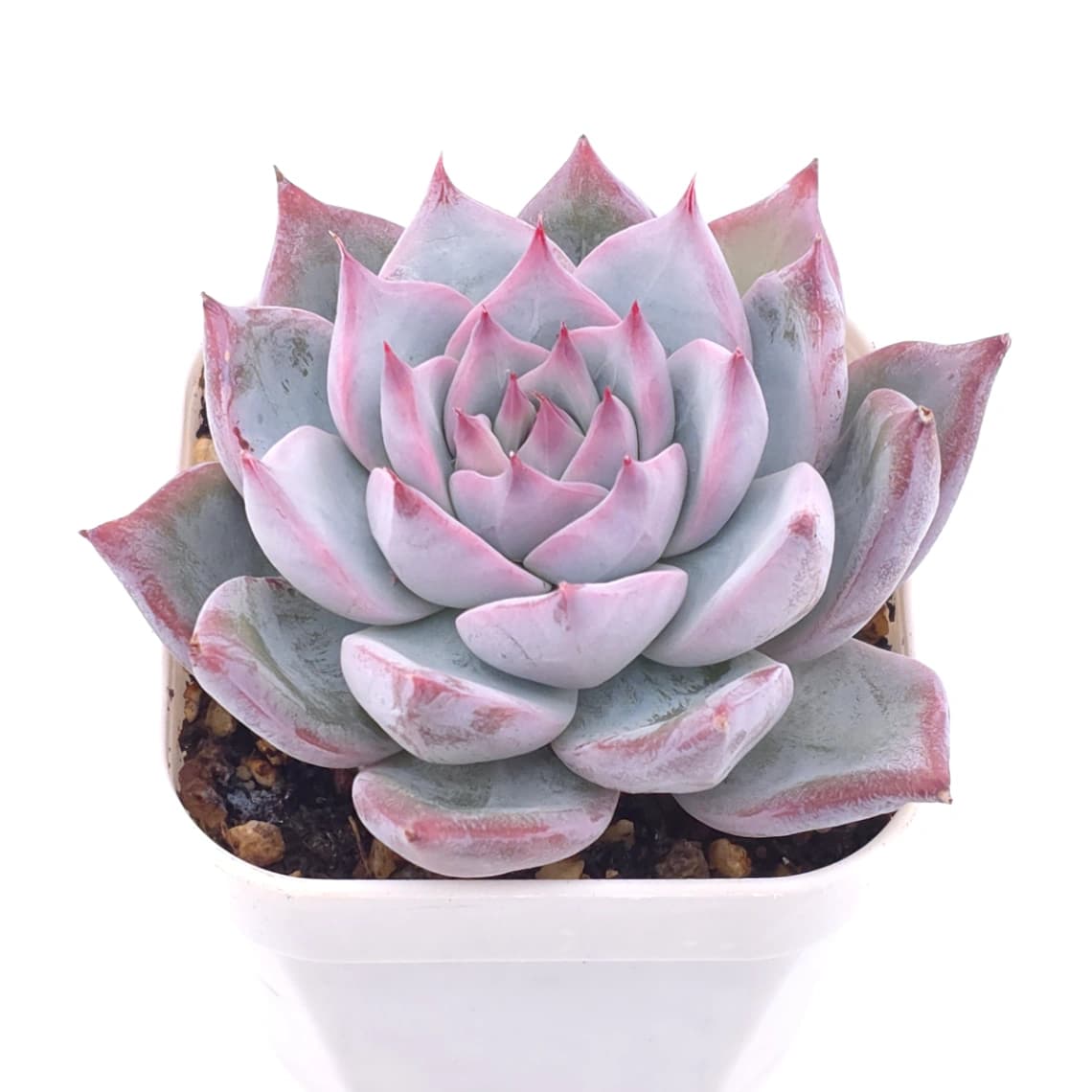 Echeveria colorata ‘Ice’ | 冰卡羅拉 - View 1