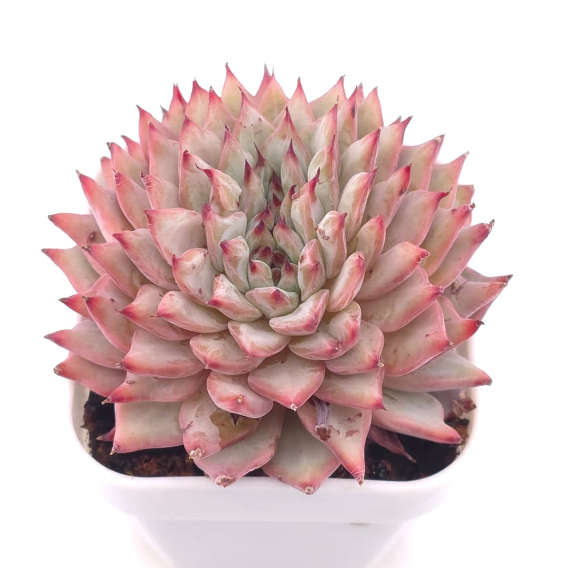 Echeveria cuspidata var. zaragozae | 綠爪 - View 1