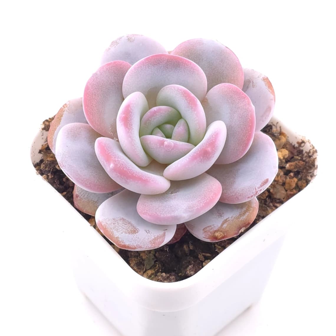 Echeveria laui | 雪蓮 - View 1