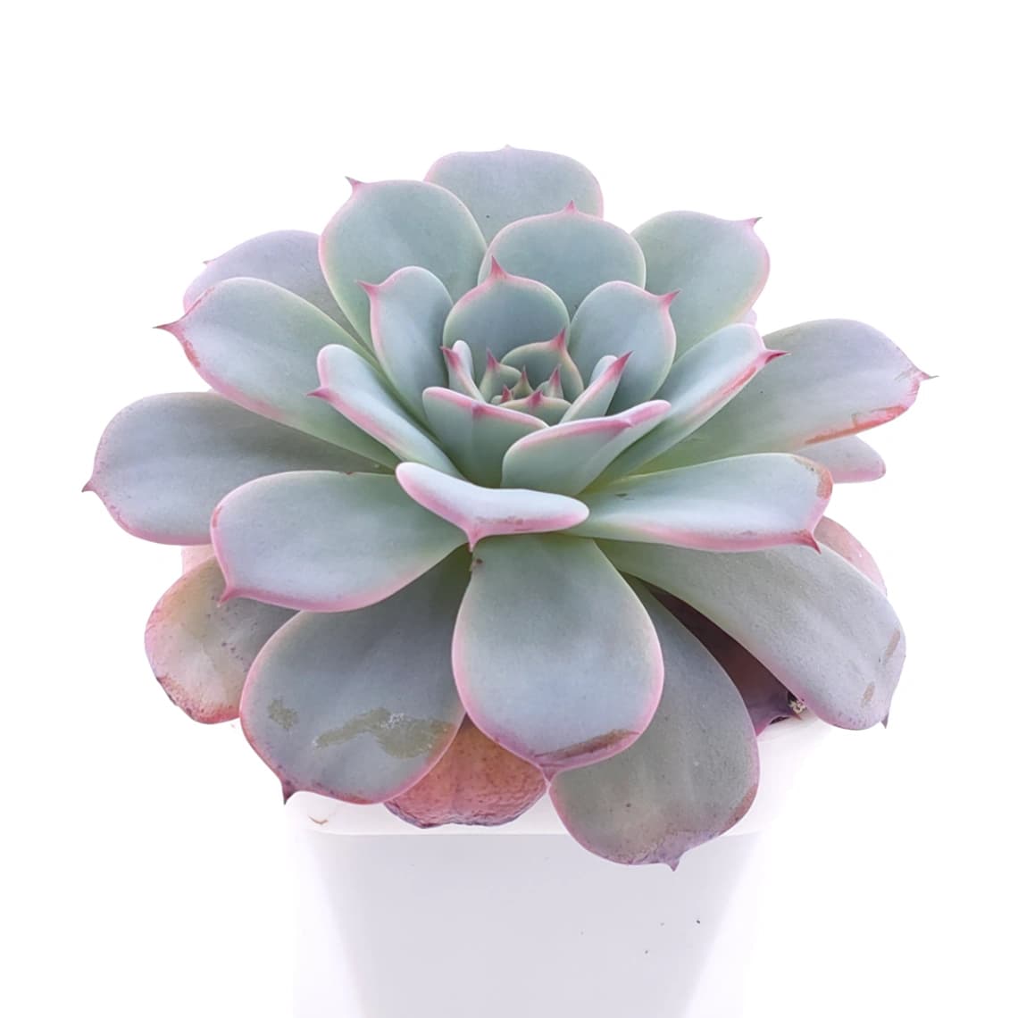 Echeveria ‘Laulensis’ | 勞倫斯 - View 1