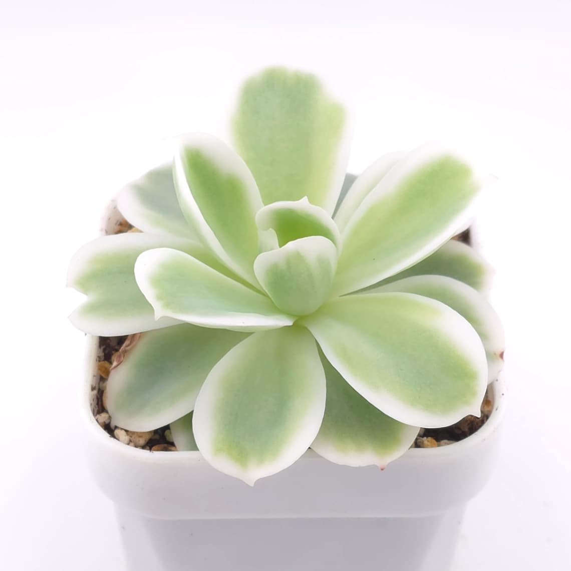 Echeveria ‘Lemon Rose’ variegated | 檸檬玫瑰錦 - View 1