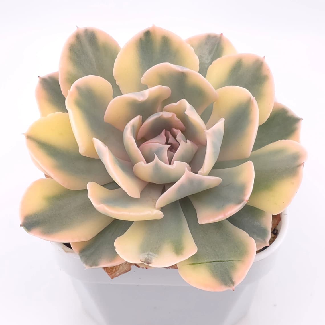 Echeveria ‘Liberia’ variegated | 利比亞錦 - View 1
