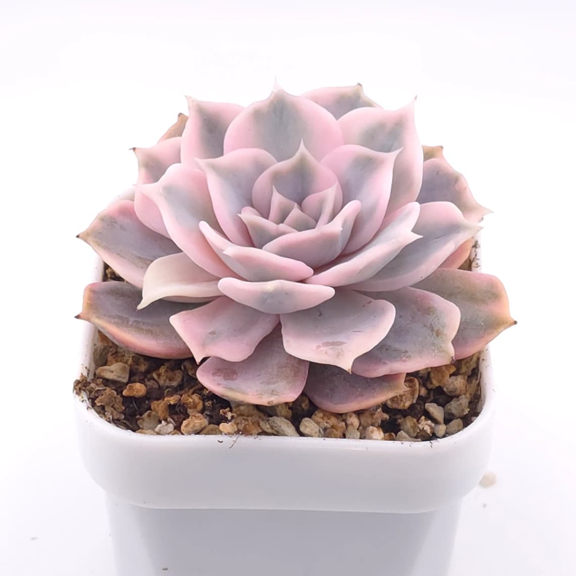 Echeveria lilacina variegated | 麗娜蓮錦 - View 1
