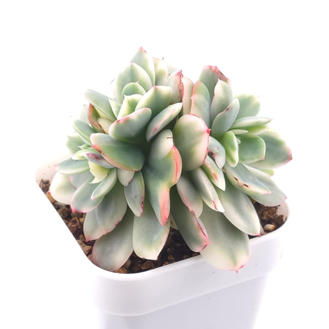 Echeveria ‘Luella’ variegated | 綺羅錦 - View 1