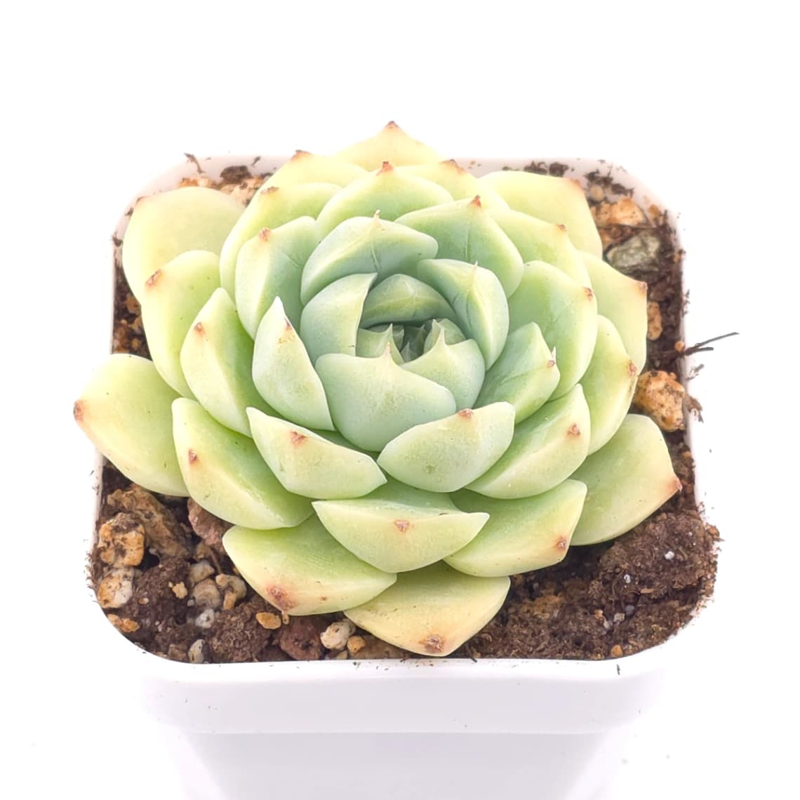 Echeveria ‘Malgan’ | 麥稈 - View 1
