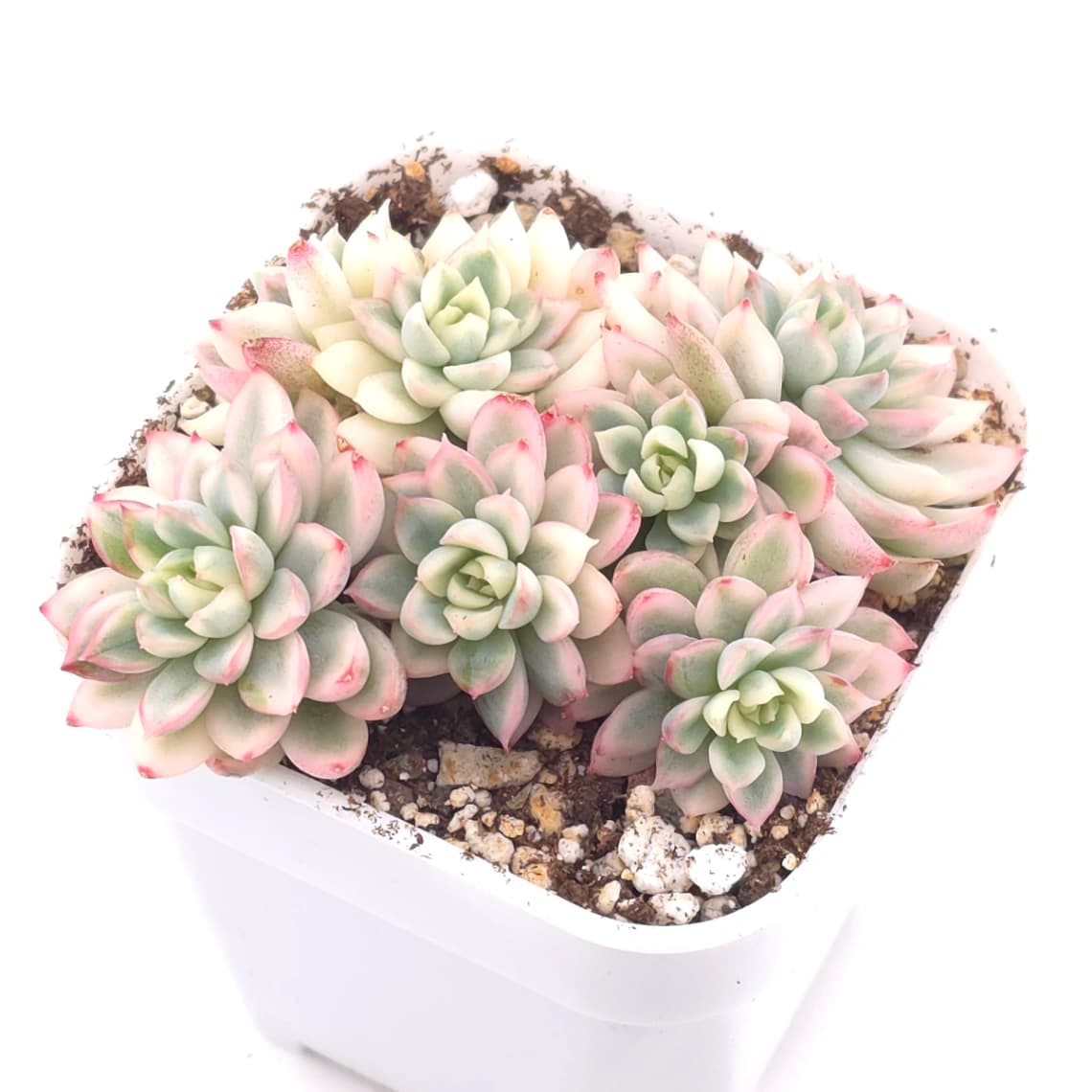 Echeveria ‘Mebina’ variegated clustering | 女雛錦群 - View 1