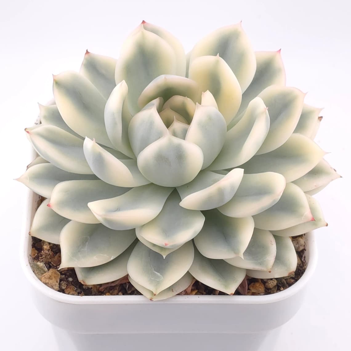 Echeveria 'Moon Fairy' variagated | 月亮仙子錦 - View 1