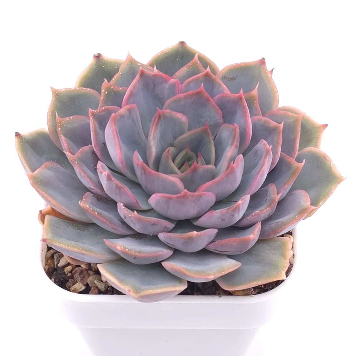 Echeveria ‘Pinky Punky’ | 粉萌 - View 1