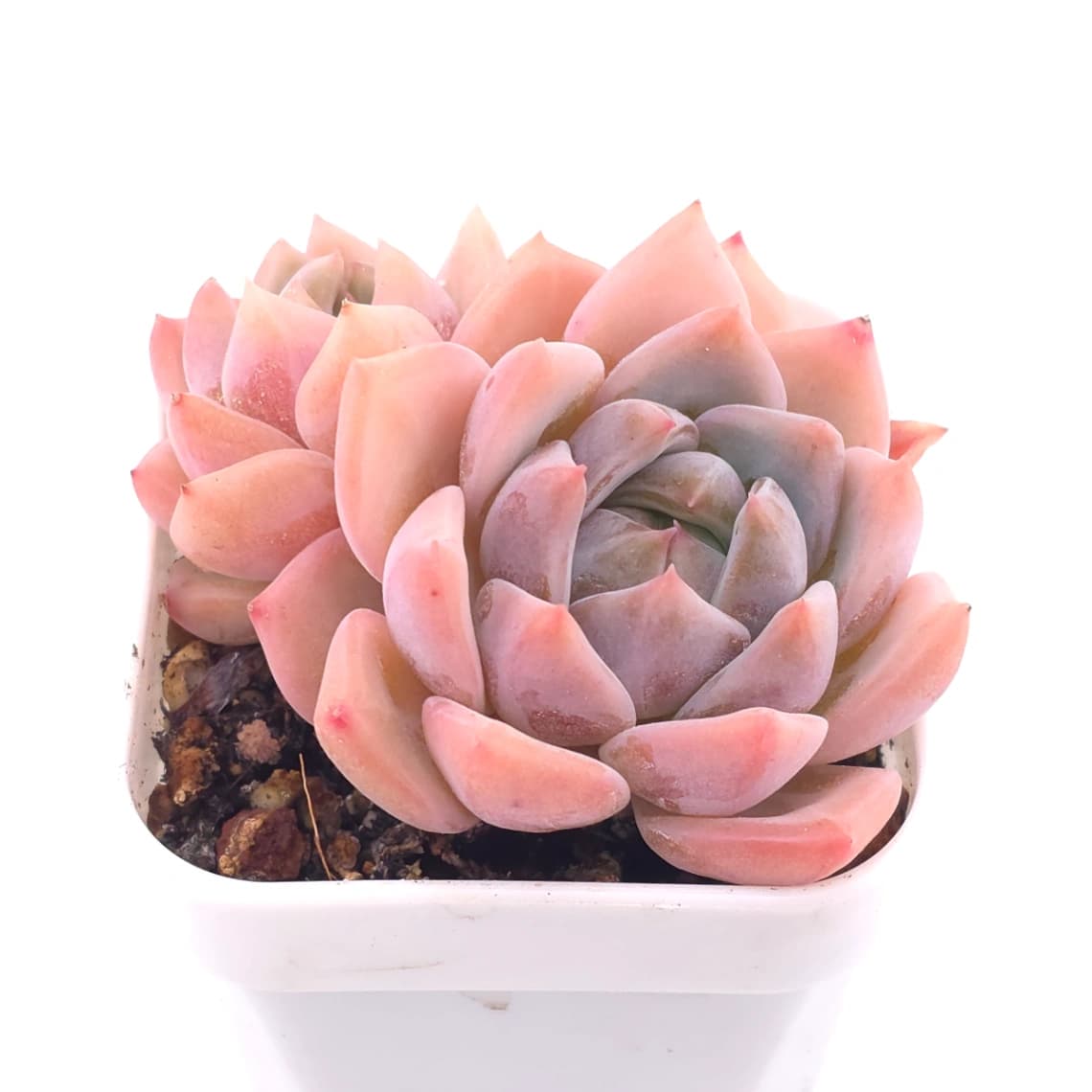 Echeveria ‘Snow Melanie’ | 雪媚娘 - View 1