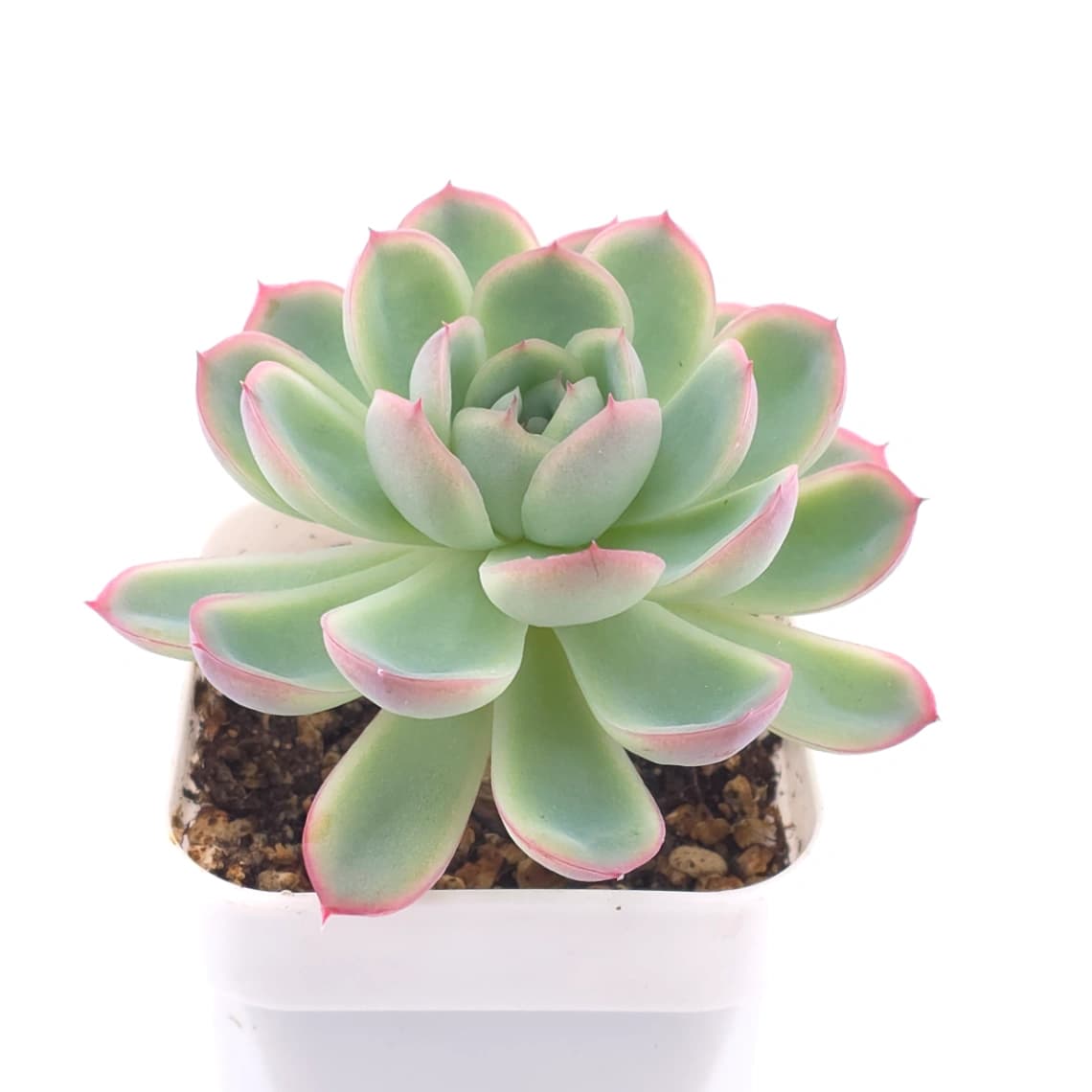 Echeveria ‘Strawberry Ice’ | 草莓冰 - View 1