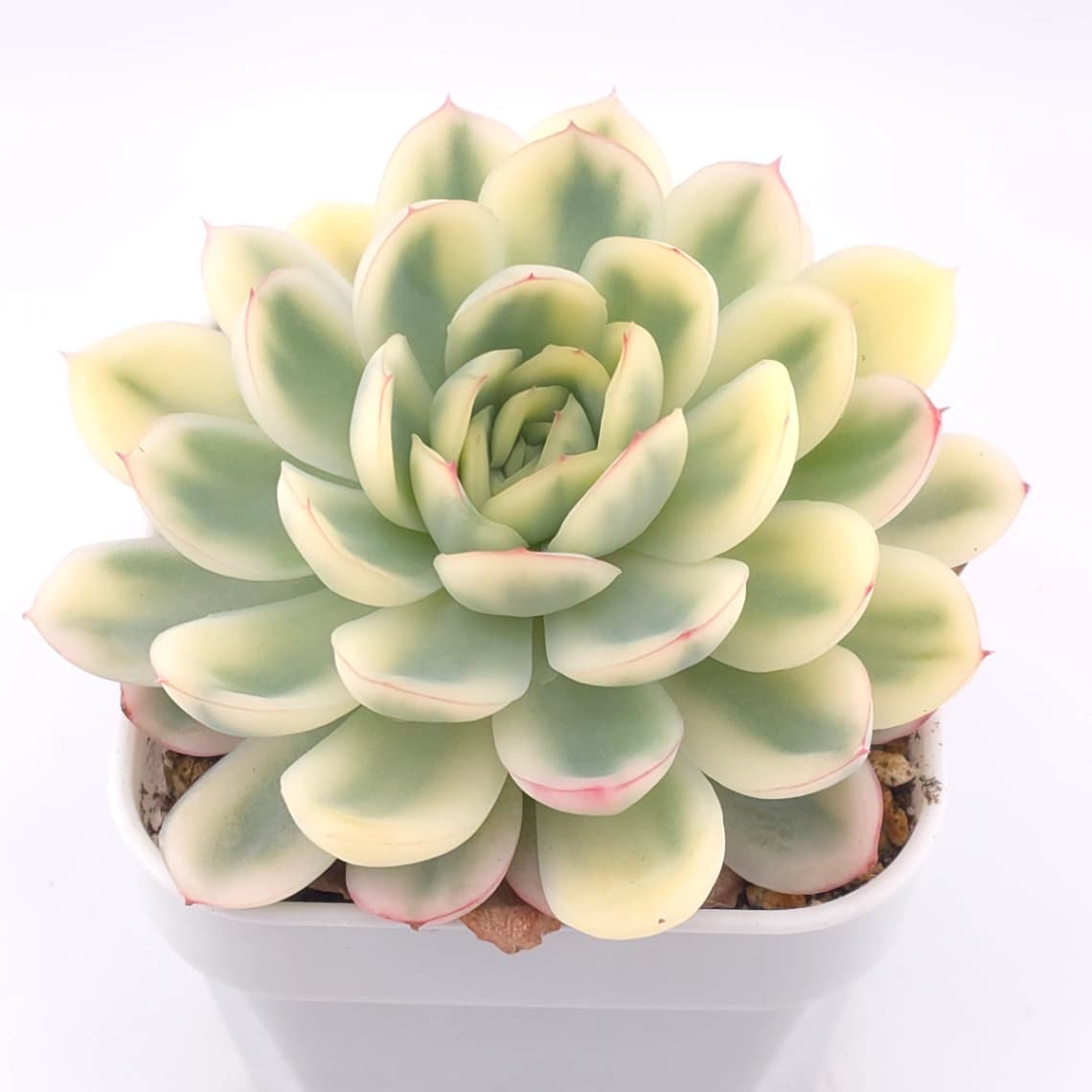 Echeveria ‘Strawberry Ice’ variegated | 草莓冰錦 - View 1