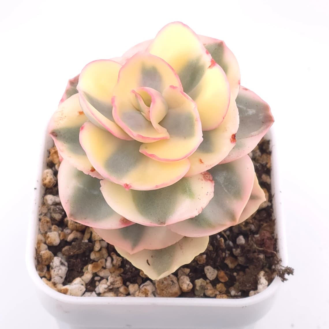 Echeveria 'Suyon' variegated | 初吻 - View 1