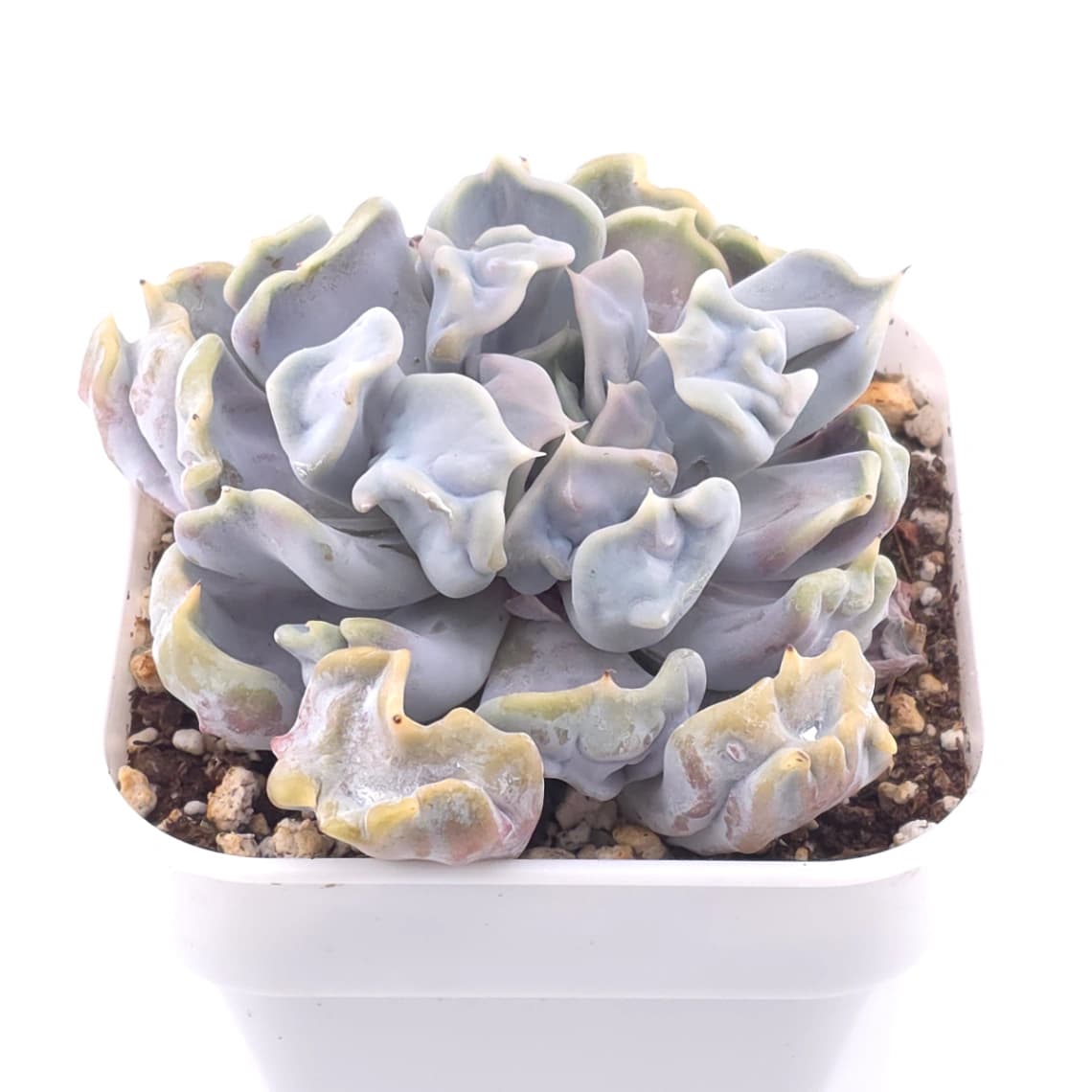 Echeveria ‘Thriller Pearl’ | 戰慄珍珠 - View 1
