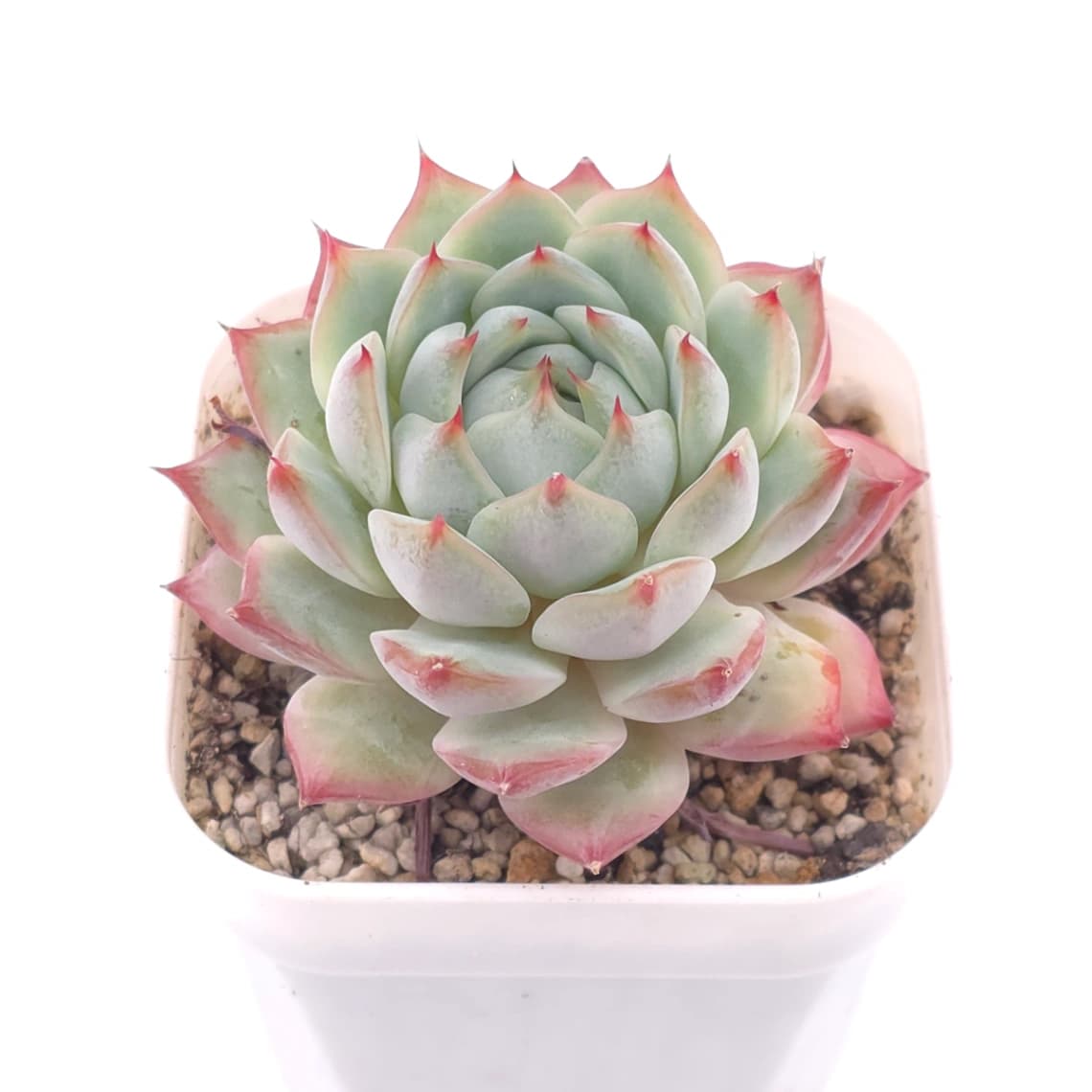 Echeveria ‘Tippy’ | 蒂比 - View 1