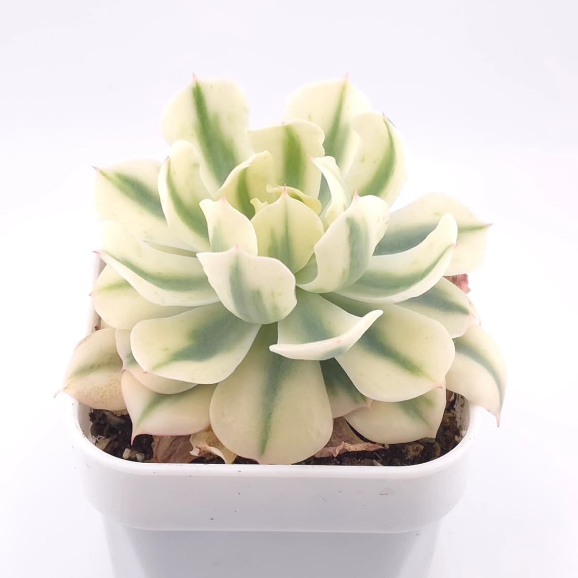 Echeveria 'Tsunami' variagated | 海嘯錦 - View 1