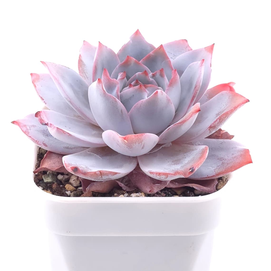 Echeveria ‘White Lotus (laui x Cante)’ | 白色戀人 - View 1