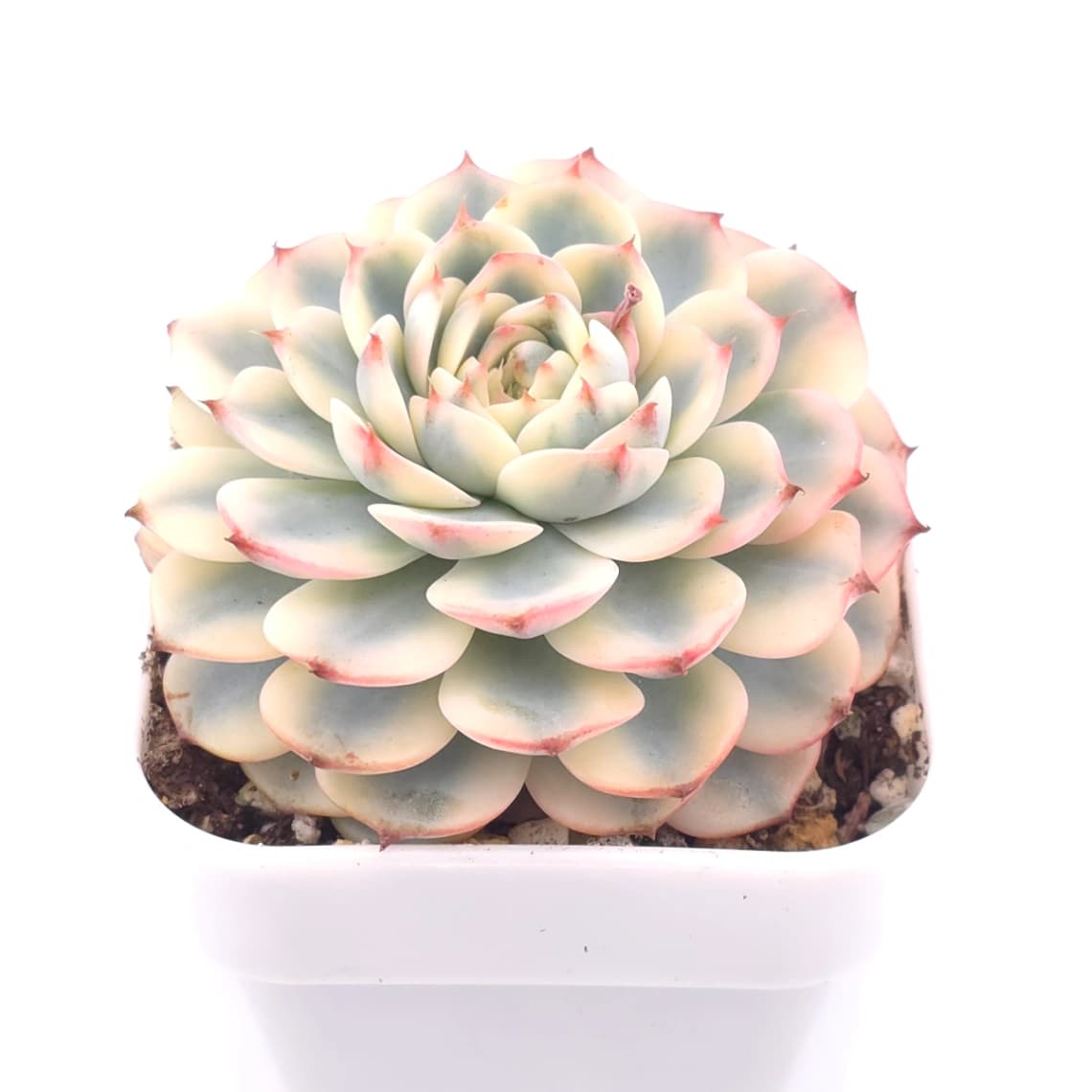Echeveria ‘White Minima’ variegated | 白姬蓮錦 - View 1