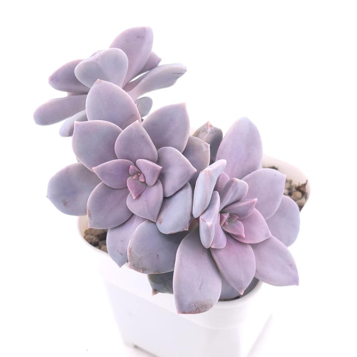 Graptopetalum pentandrum superbum | 華麗風車 - View 1