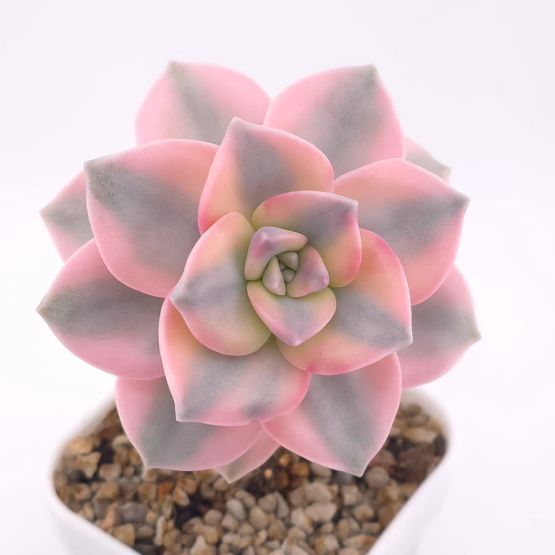 Graptopetalum ‘Purple Delight’ variegated | 紫樂錦