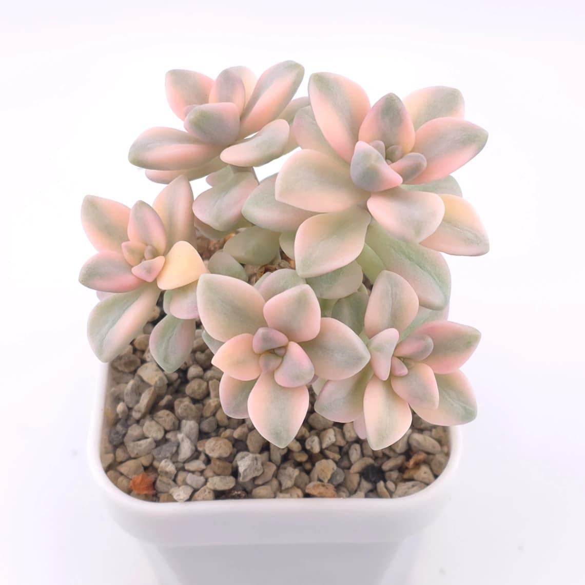 Graptoveria ‘Titubans’ / ‘Apricot Beauty’ variegated | 美杏錦 - View 1