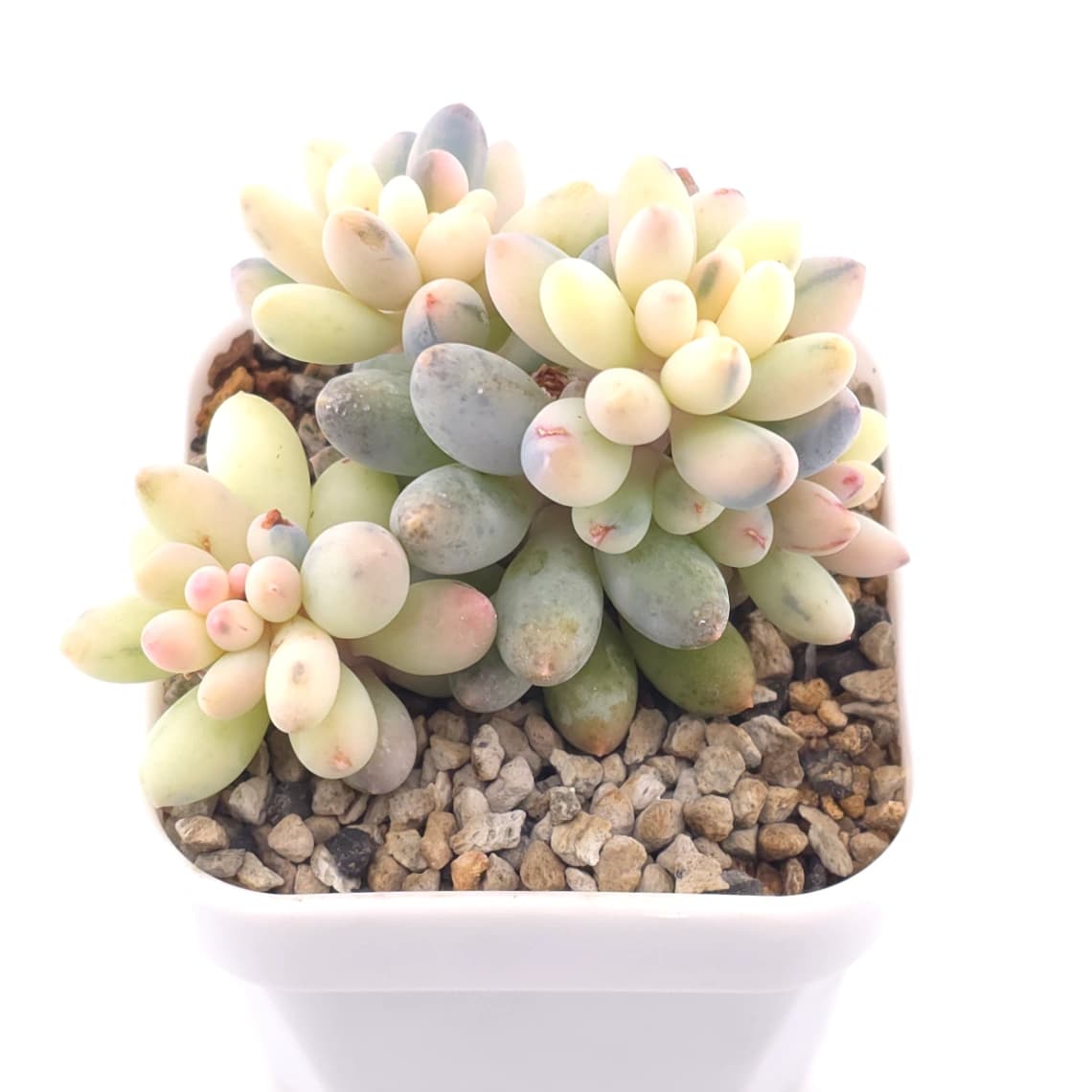 Pachyphytum ‘Machucae’ (Baby Finger) variegated | 嬰兒手指錦 - View 1