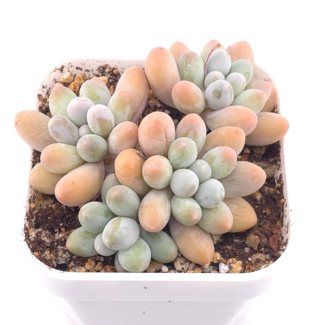 Pachyphytum ‘Sweet Dumpling’ | 湯圓 - View 1