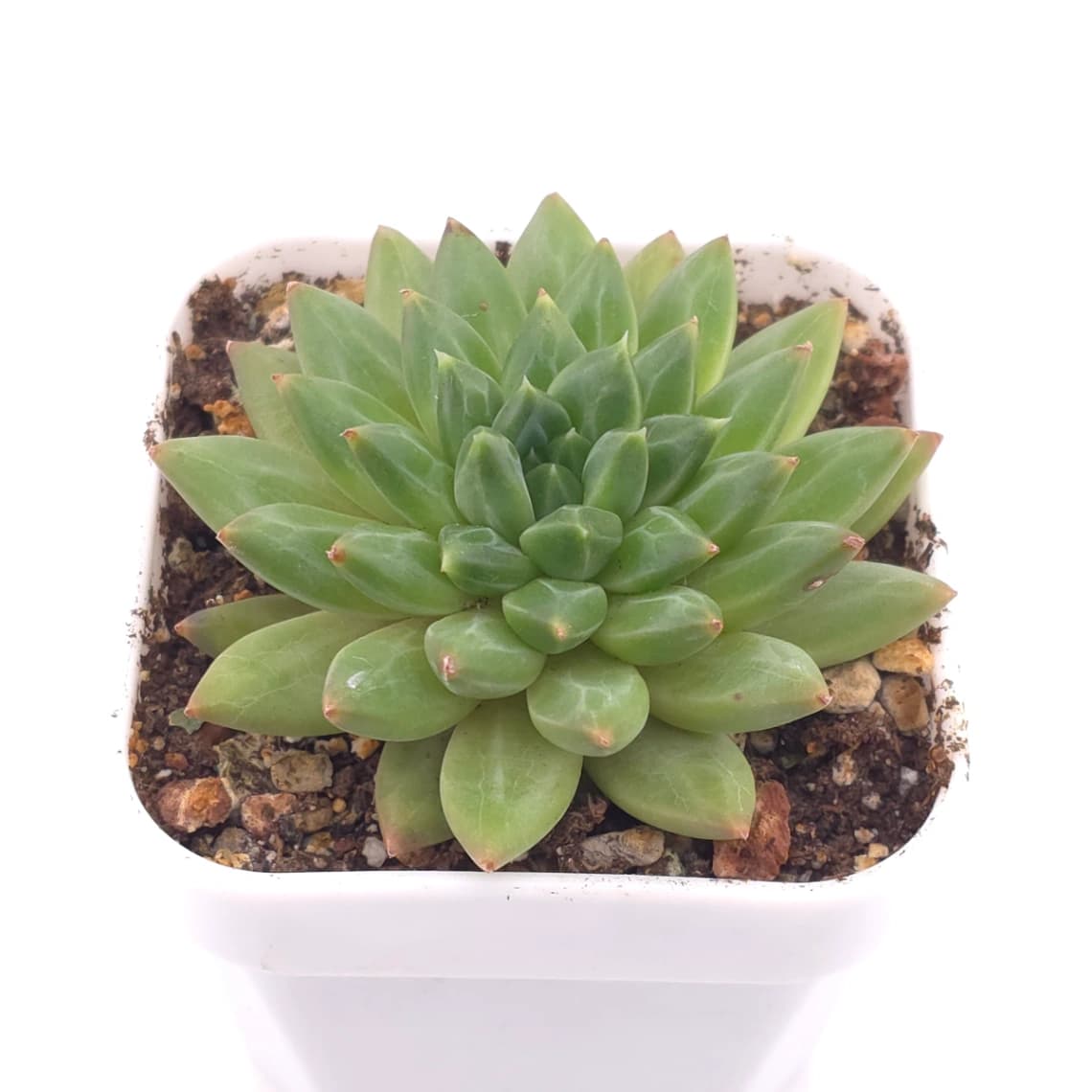 Pachyveria 'Dragonfly' | 蜻蜓