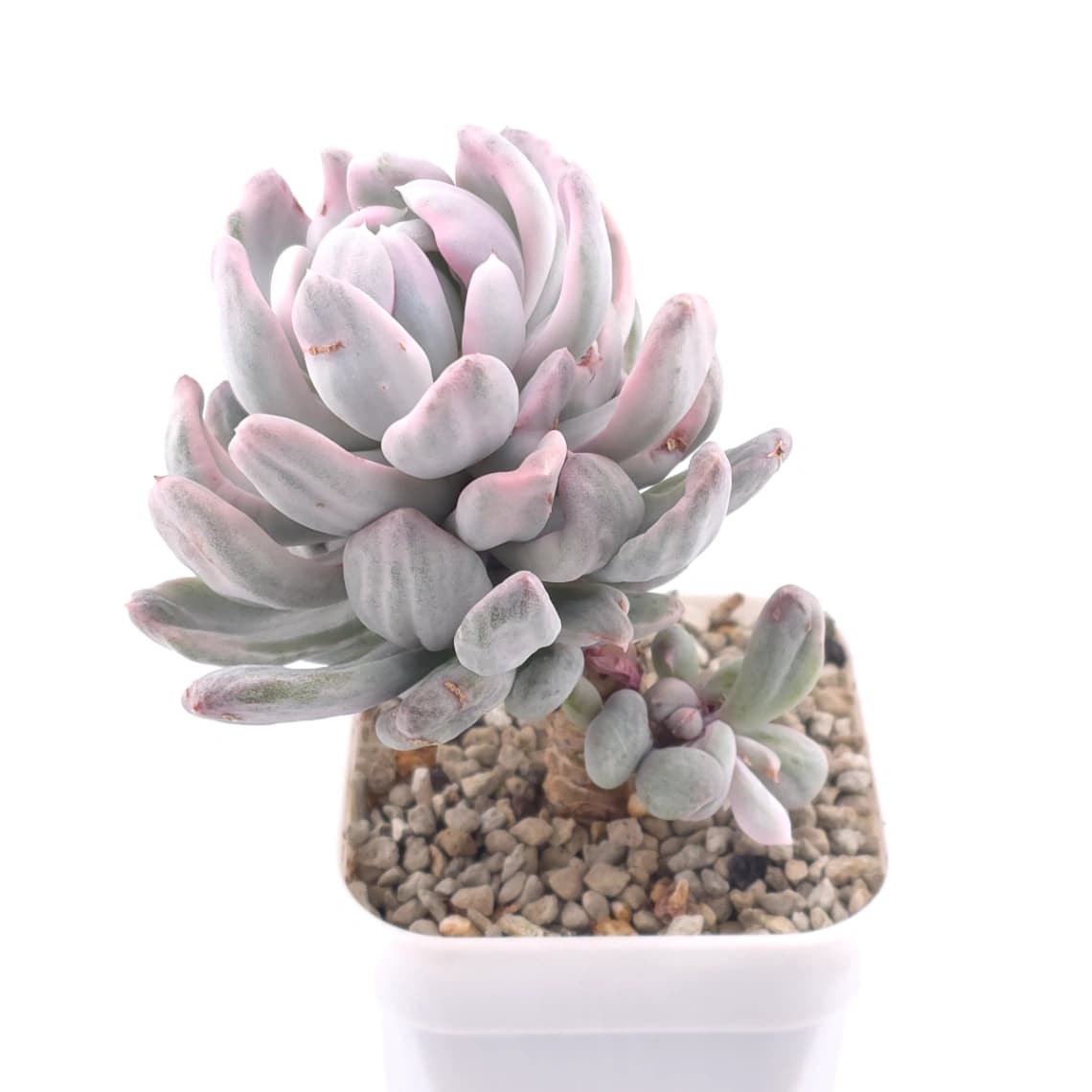 Pachyveria ‘Roly Poly’ white variegated | 白斑玉蓮球錦