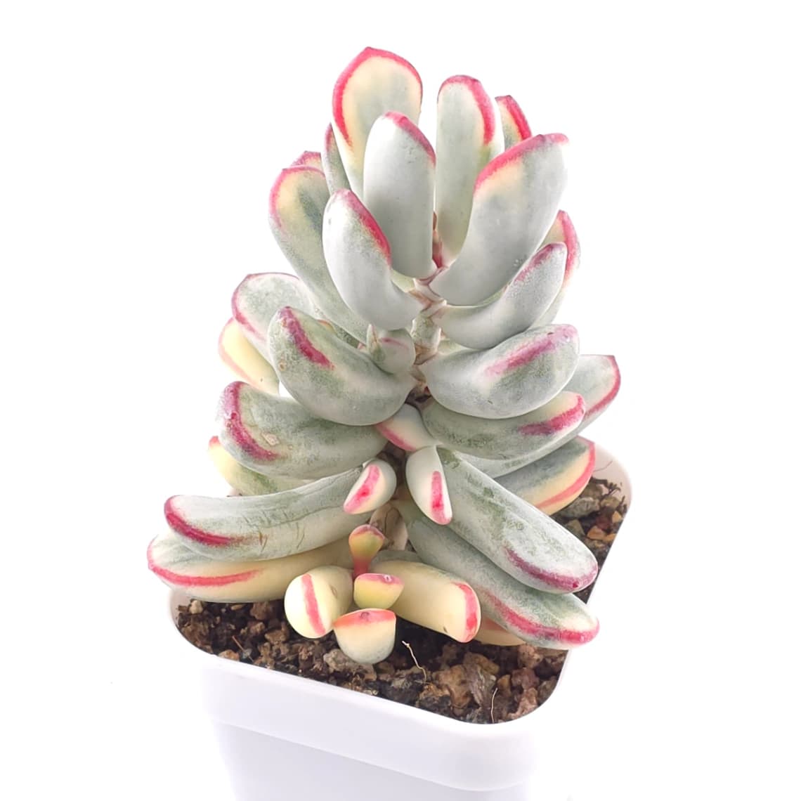 Cotyledon orbiculata cv. variegated (long leaf ver.) | 棒葉福娘錦 - View 1