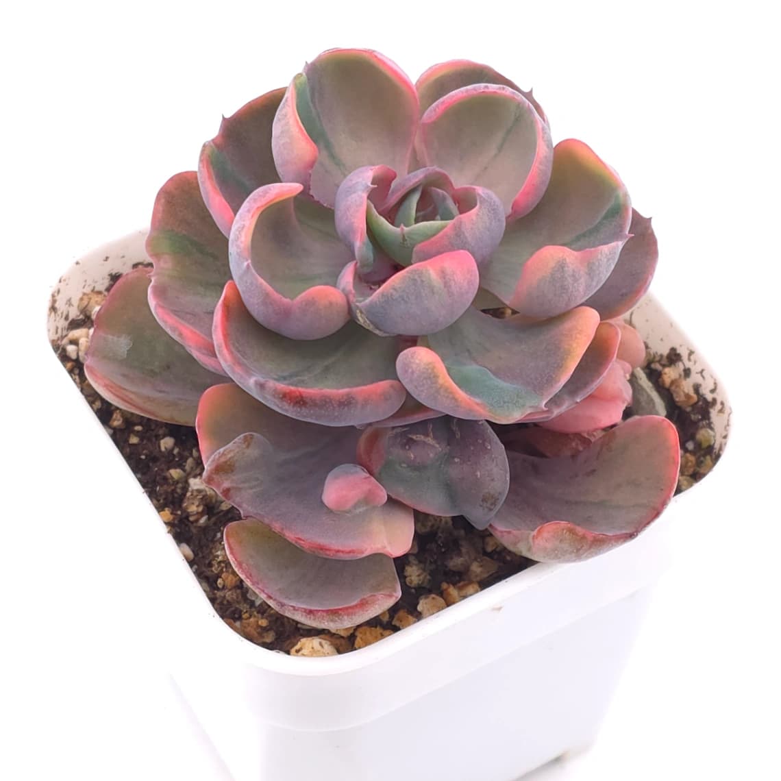 Echeveria ‘Beyonce Rainbow’ | 碧昂斯彩虹錦 - View 1