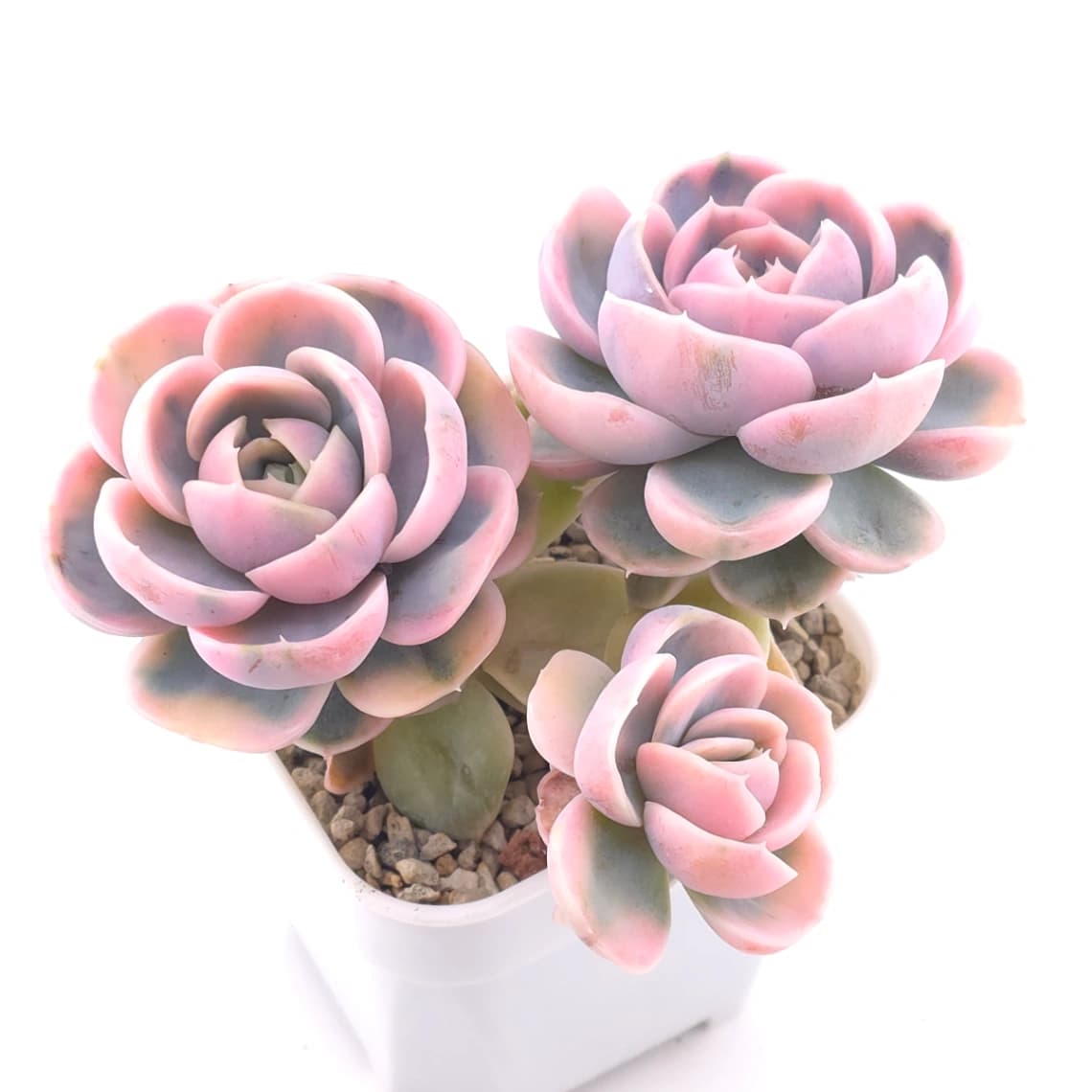 Echeveria ‘Blue Surprise’ variegated | 藍色驚起錦 - View 1