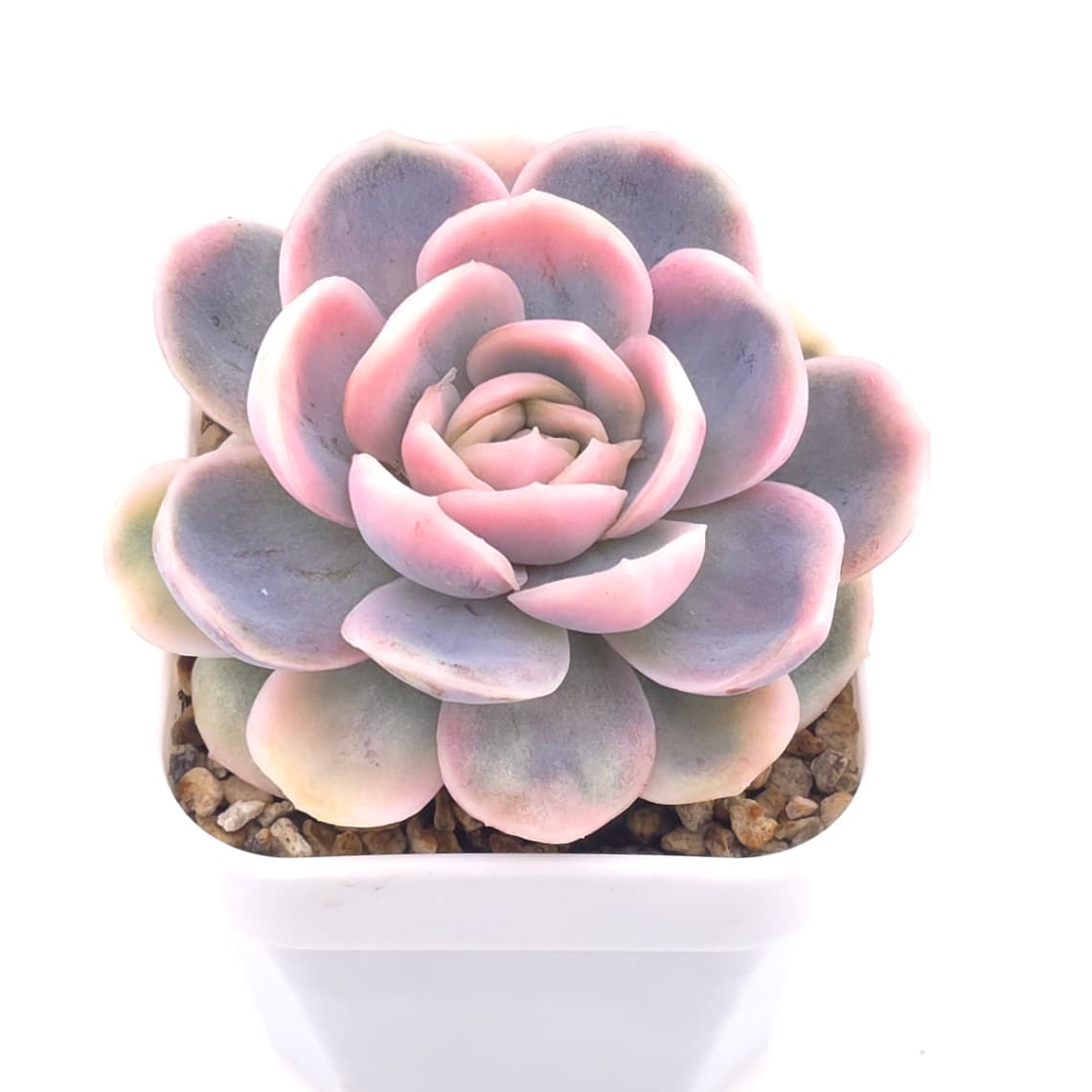 Echeveria ‘Blue Surprise’ variegated | 藍色驚起錦 - View 1