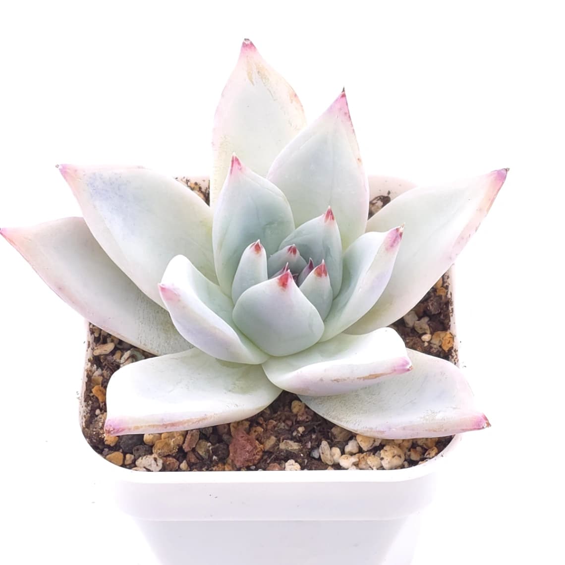 Echeveria colorata ‘Mexican Giant’ | 墨西哥巨人 - View 1