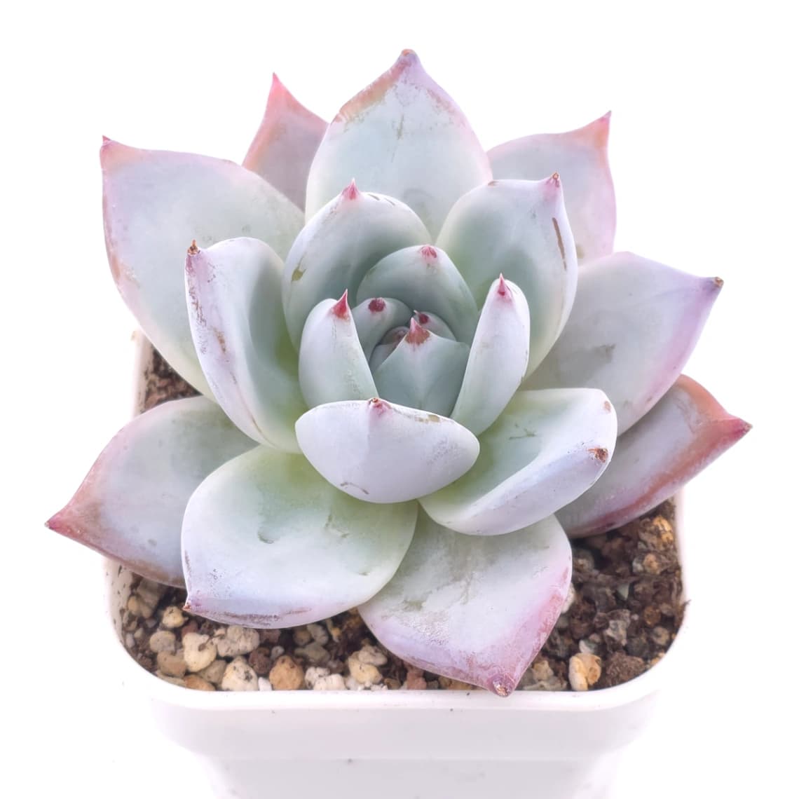 Echeveria colorata ‘Mexican Giant’ | 墨西哥巨人 - View 1