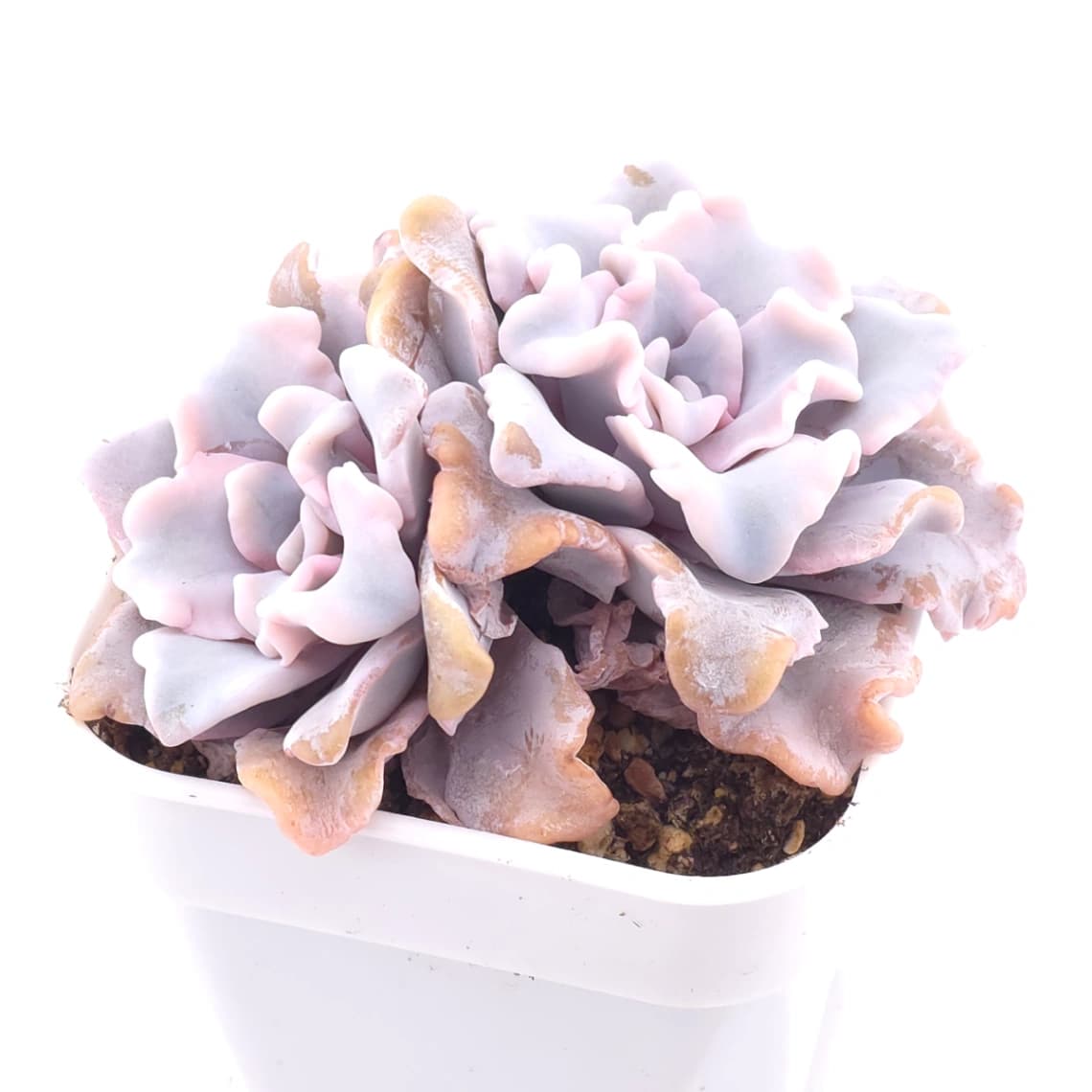 Echeveria ‘Crispate Beauty’ | 芭蕾舞者 - View 1