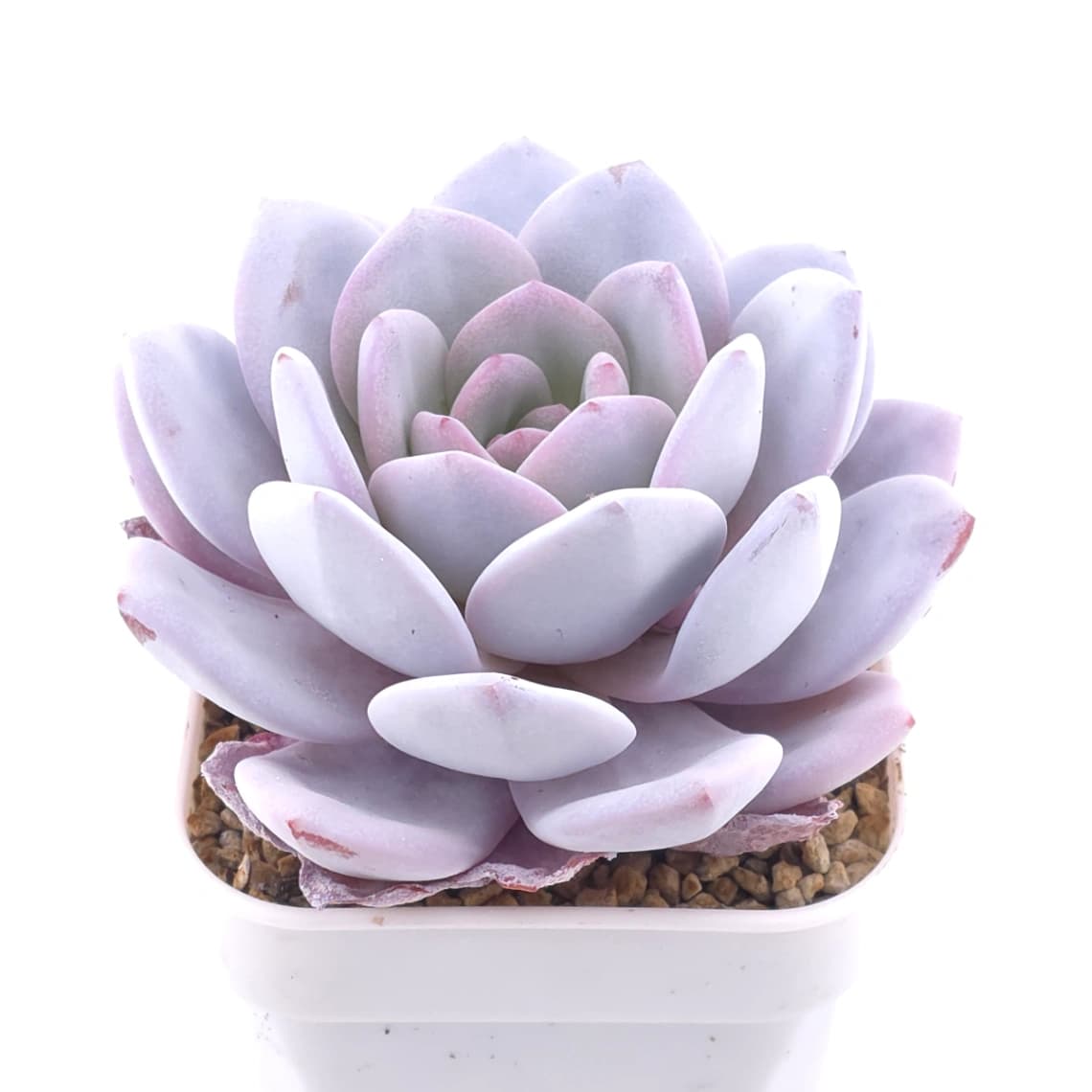 Echeveria laui | 雪蓮 - View 1