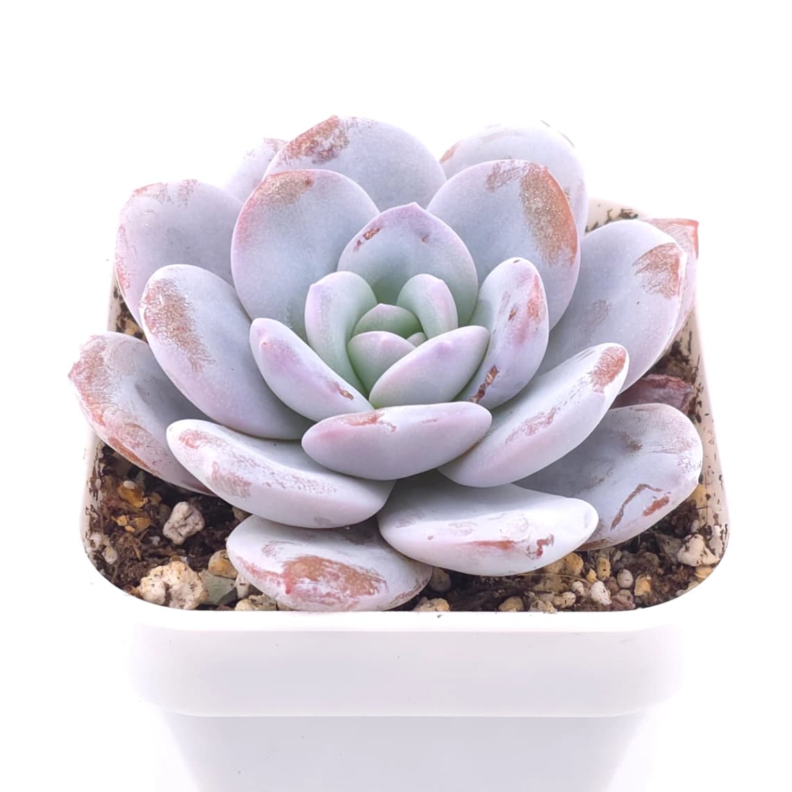 Echeveria laui | 雪蓮 - View 1