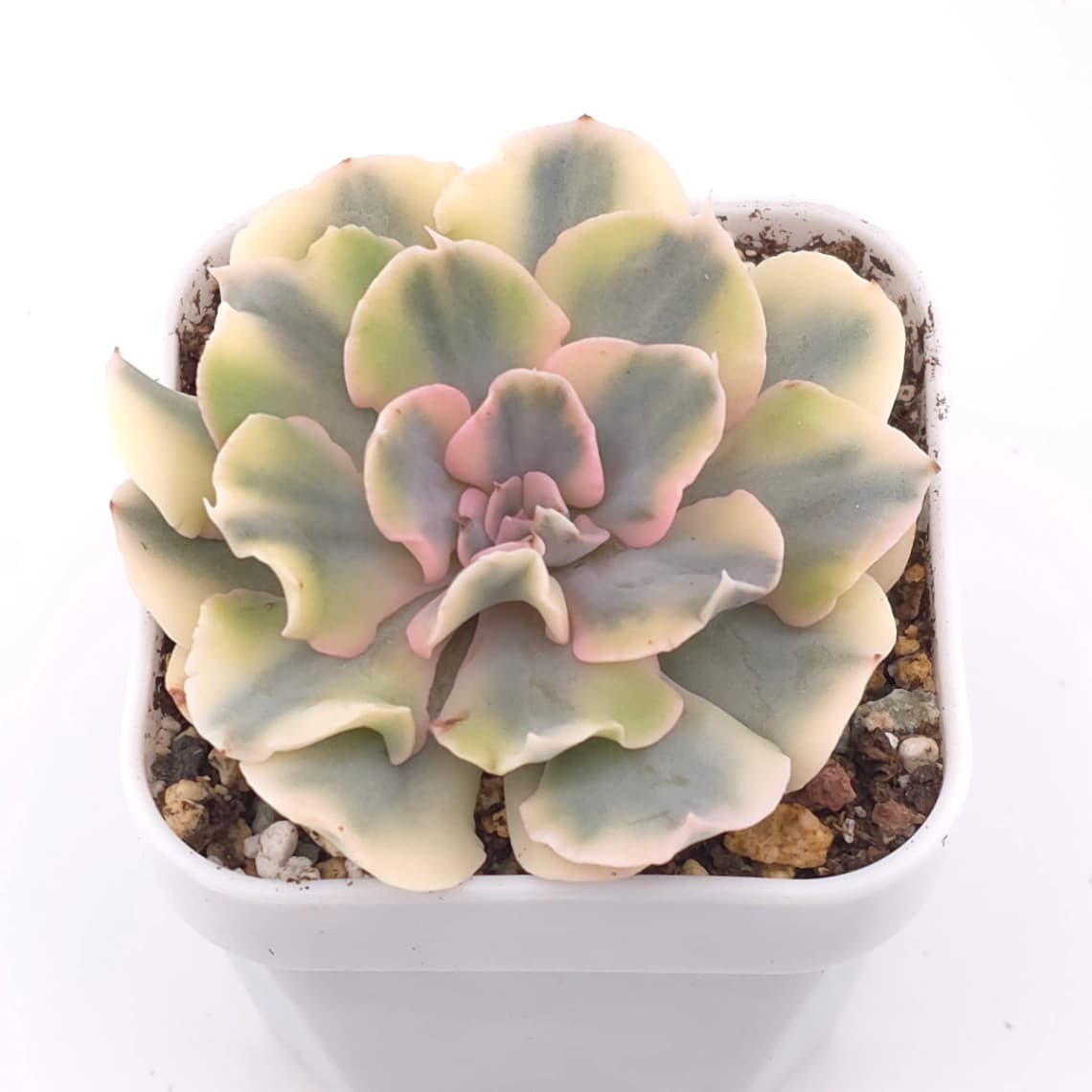 Echeveria ‘Liberia’ variegated | 利比亞錦 - View 1