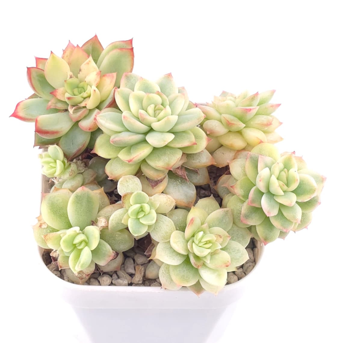 Echeveria ‘Mebina’ variegated clustering | 女雛錦群 - View 1