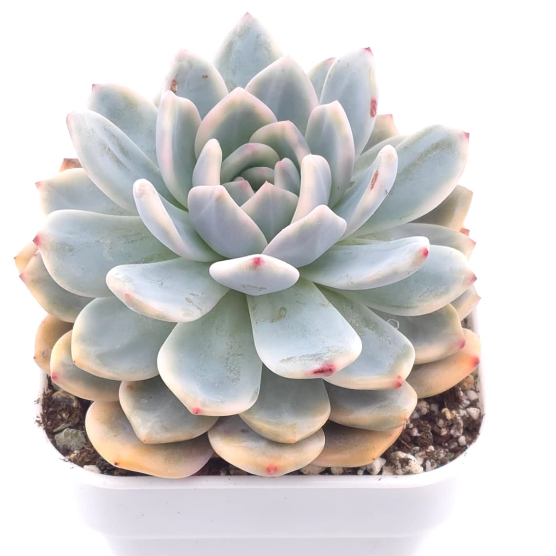 Echeveria ‘Orange Monroe’ variegated | 橙夢露錦 - View 1